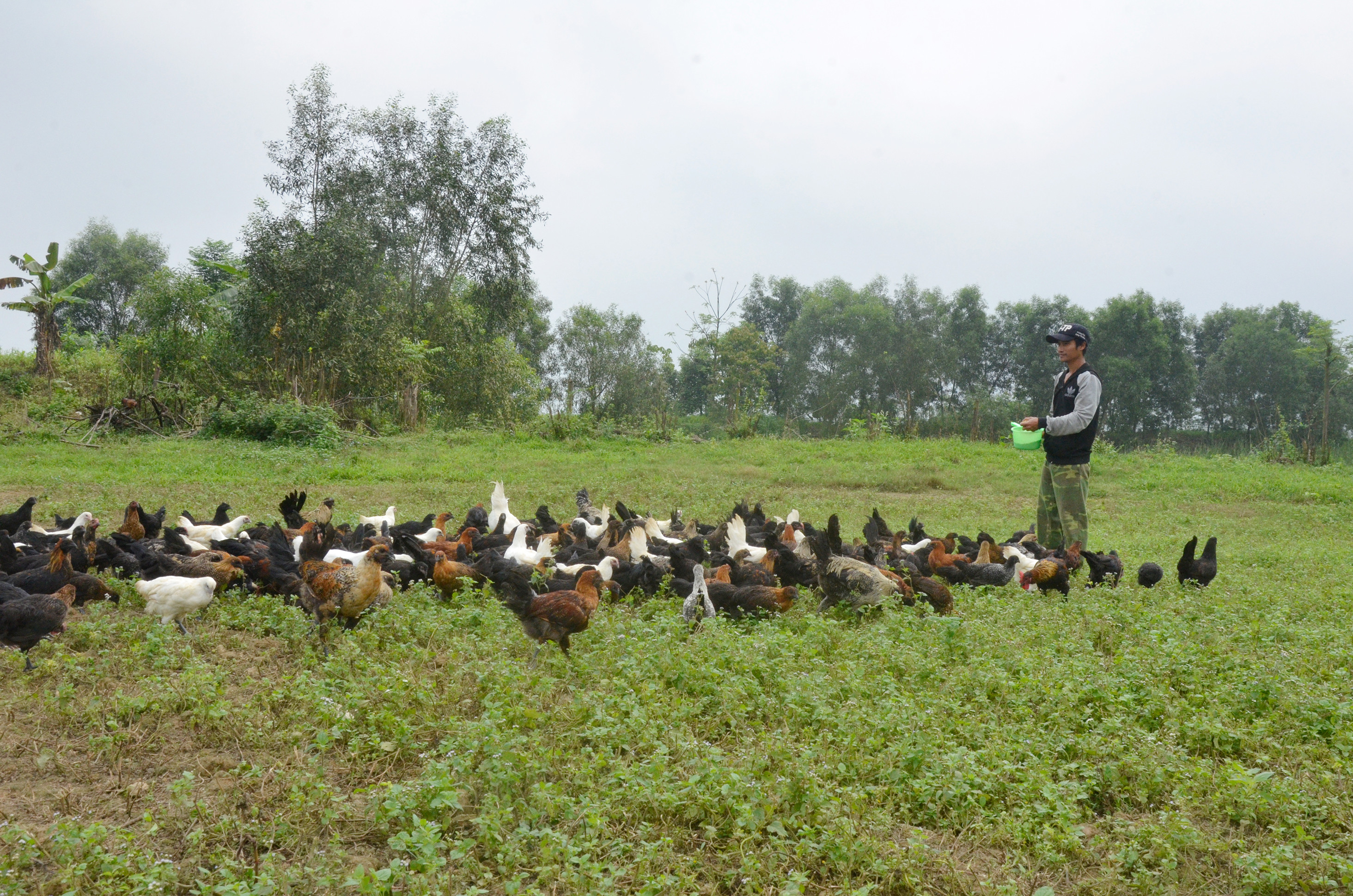 Mô hình chăn nuôi gà đen trên đất bãi ở xã Châu Nhân (Hưng Nguyên). Ảnh: Thanh Lê