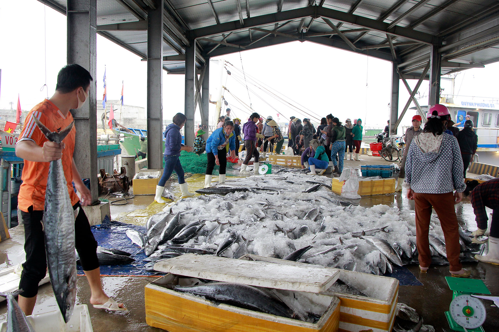 Các thương lái thu mua cá tại cảng Quỳnh Phương