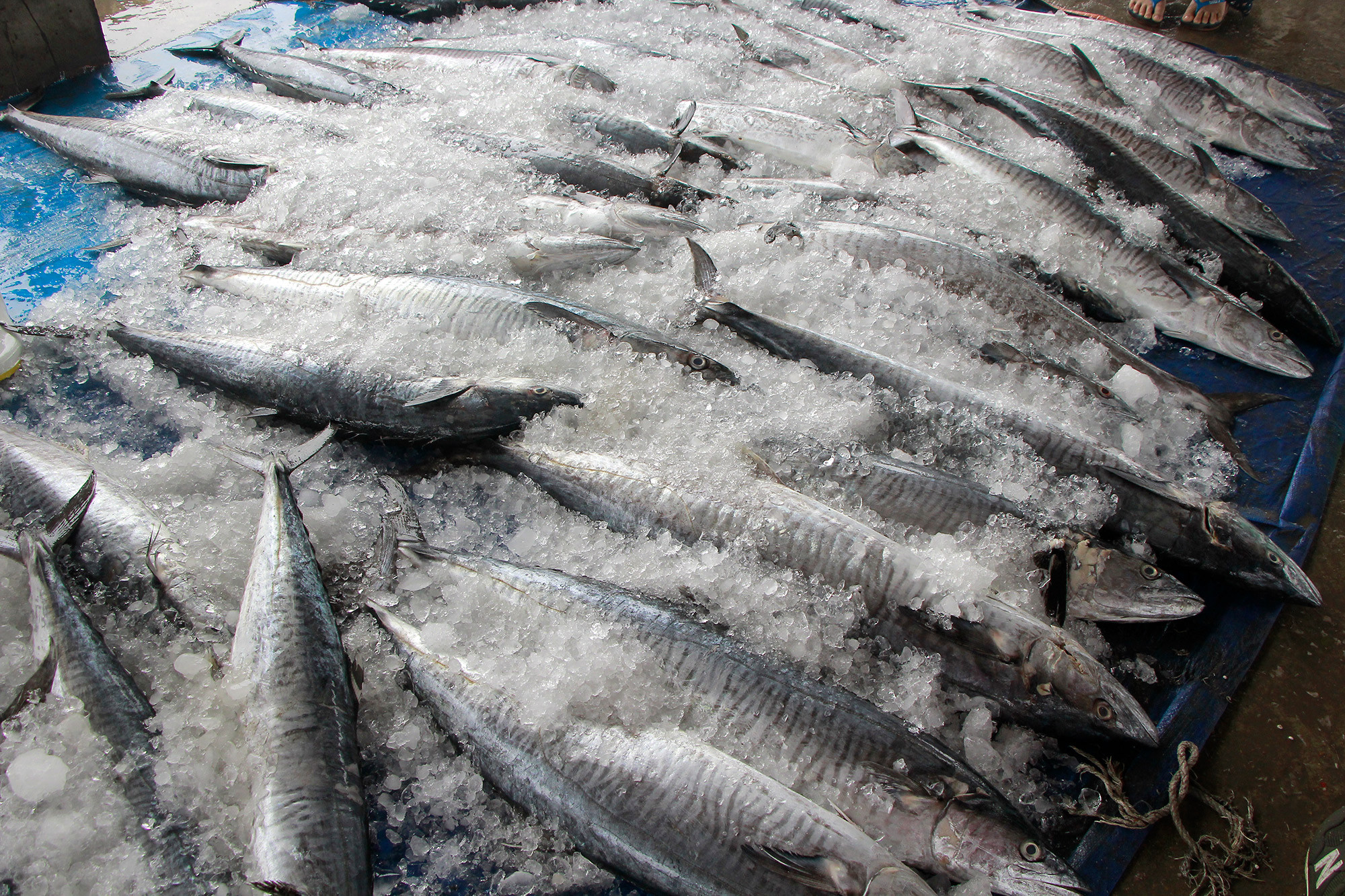 Cá thu là loại có giá trị kinh tế cao, bình quân mỗi con cá nặng trên 3,5kg