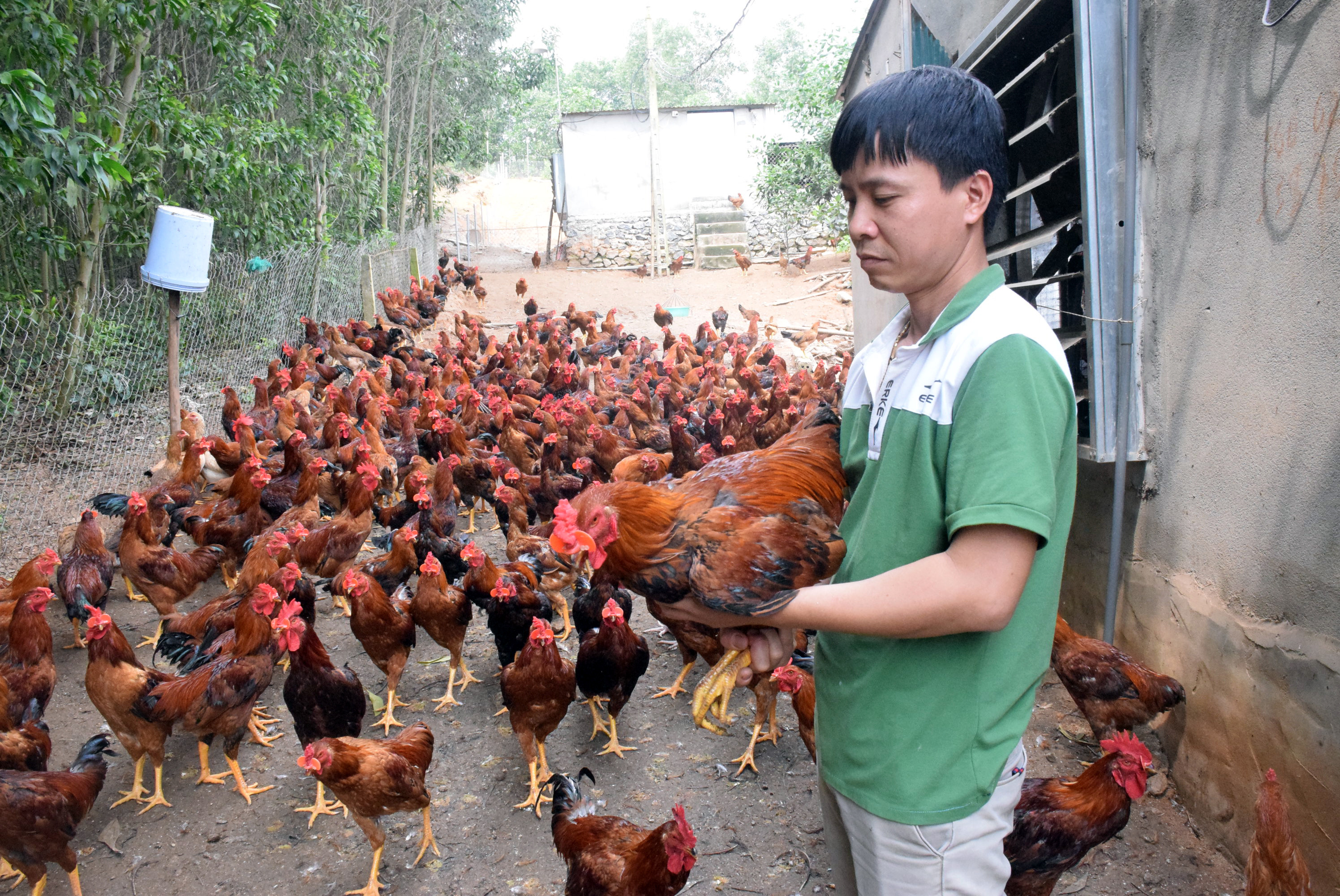 Anh Lê Văn Hưng chủ trại gà ở xã Tiến Thành (Yên Thành) băn khoăn bì gà không tiêu thụ được. Ảnh: Xuân Hoàng