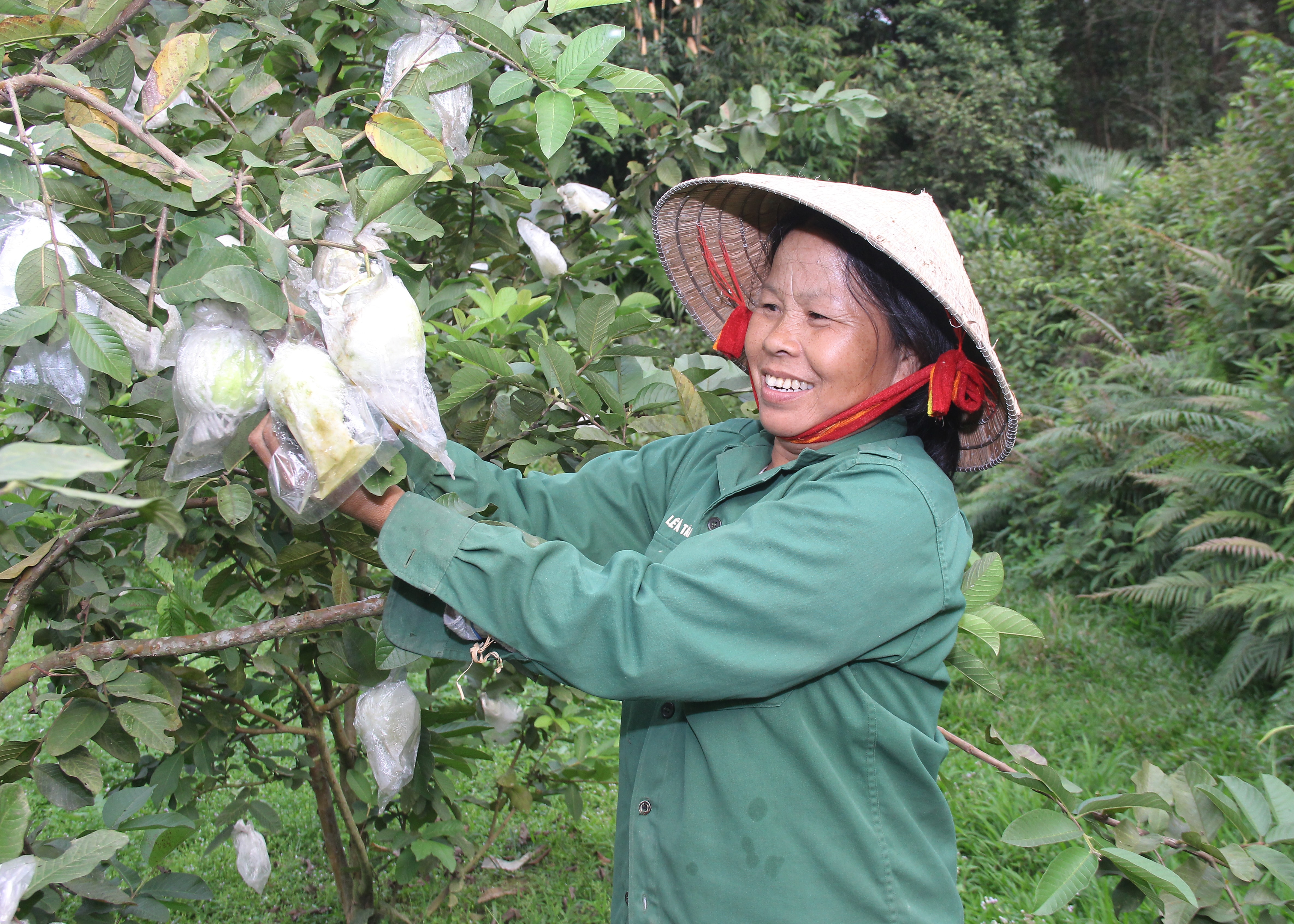 Nông dân xã Thanh Chi (Thanh Chương) áp dụng việc bảo quản quả ổi bằng biện pháp bọc túi. Ảnh: Mai Hoa