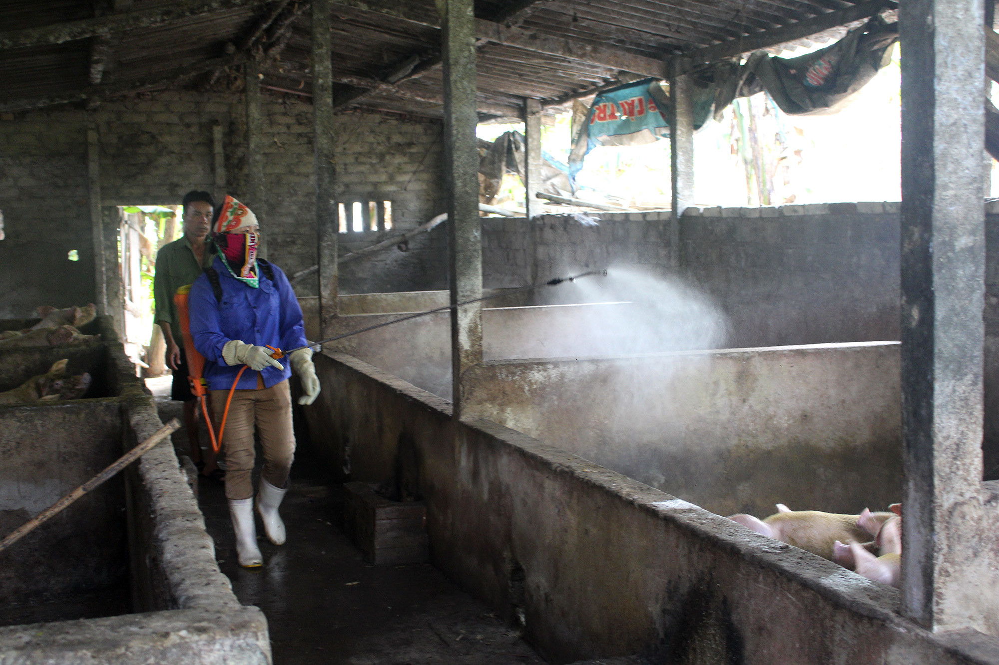 Người chăn nuôi cần thực hiện khử trùng, tiêu độc chuồng trại trước khi tái đàn. Ảnh: Phú Hương
