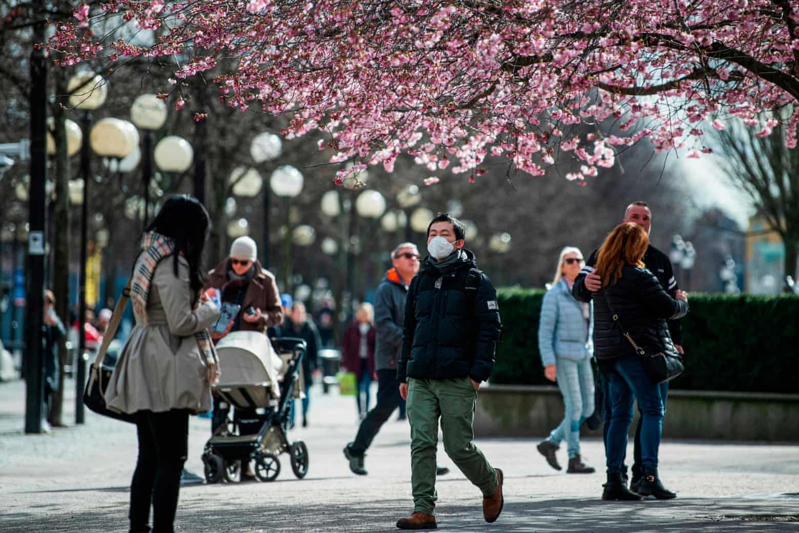 Người dân thoải mái đi dạo ngắm hoa anh đào tại Kungstradgarden ở Stockholm, Thụy Điển. Ảnh: AFP