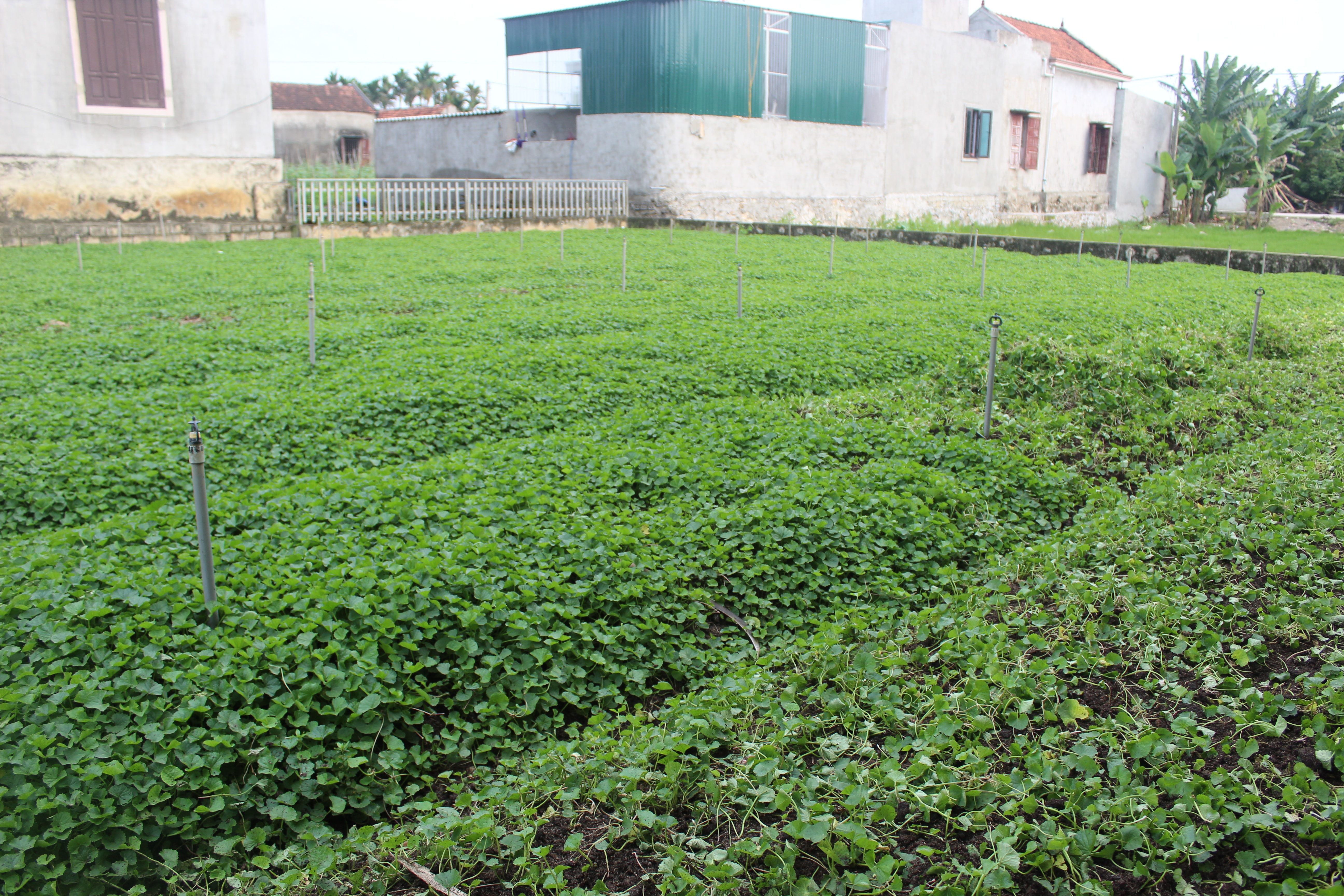Hiện tại, bà Phượng trồng 3 sào rau má, mỗi sào đạt sản lượng 5 – 6 tạ/lần thu hoạch. Ảnh: Hồng Diện