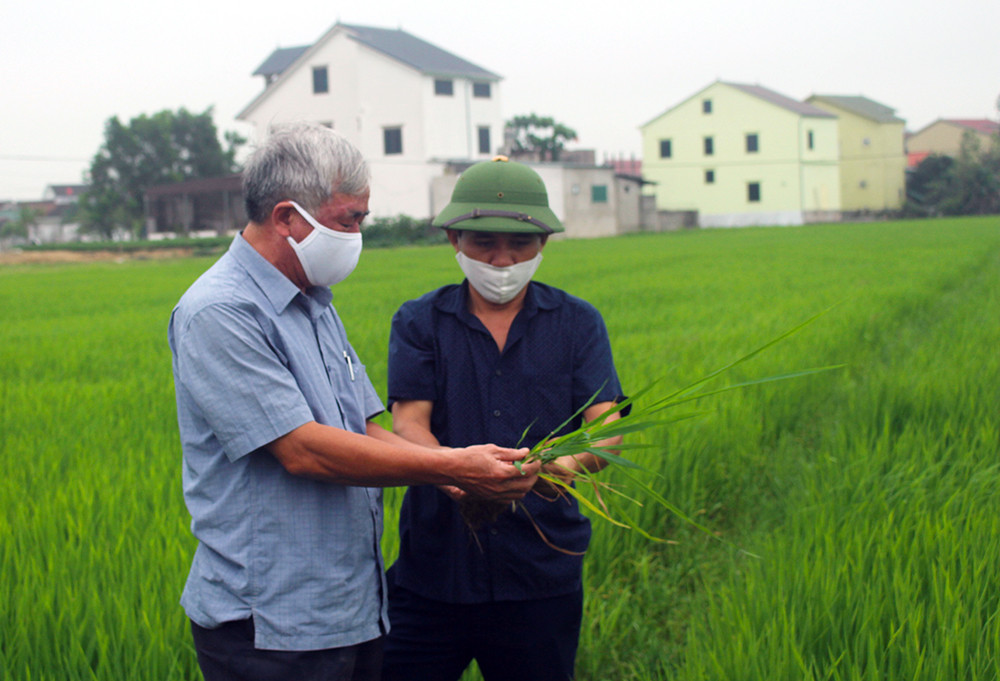Thời tiết âm u tạo điều kiện thuận lợi cho bệnh đạo ôn lá phát sinh gây hại trên cây lúa của huyện Hưng Nguyên. Ảnh: Phú Hương