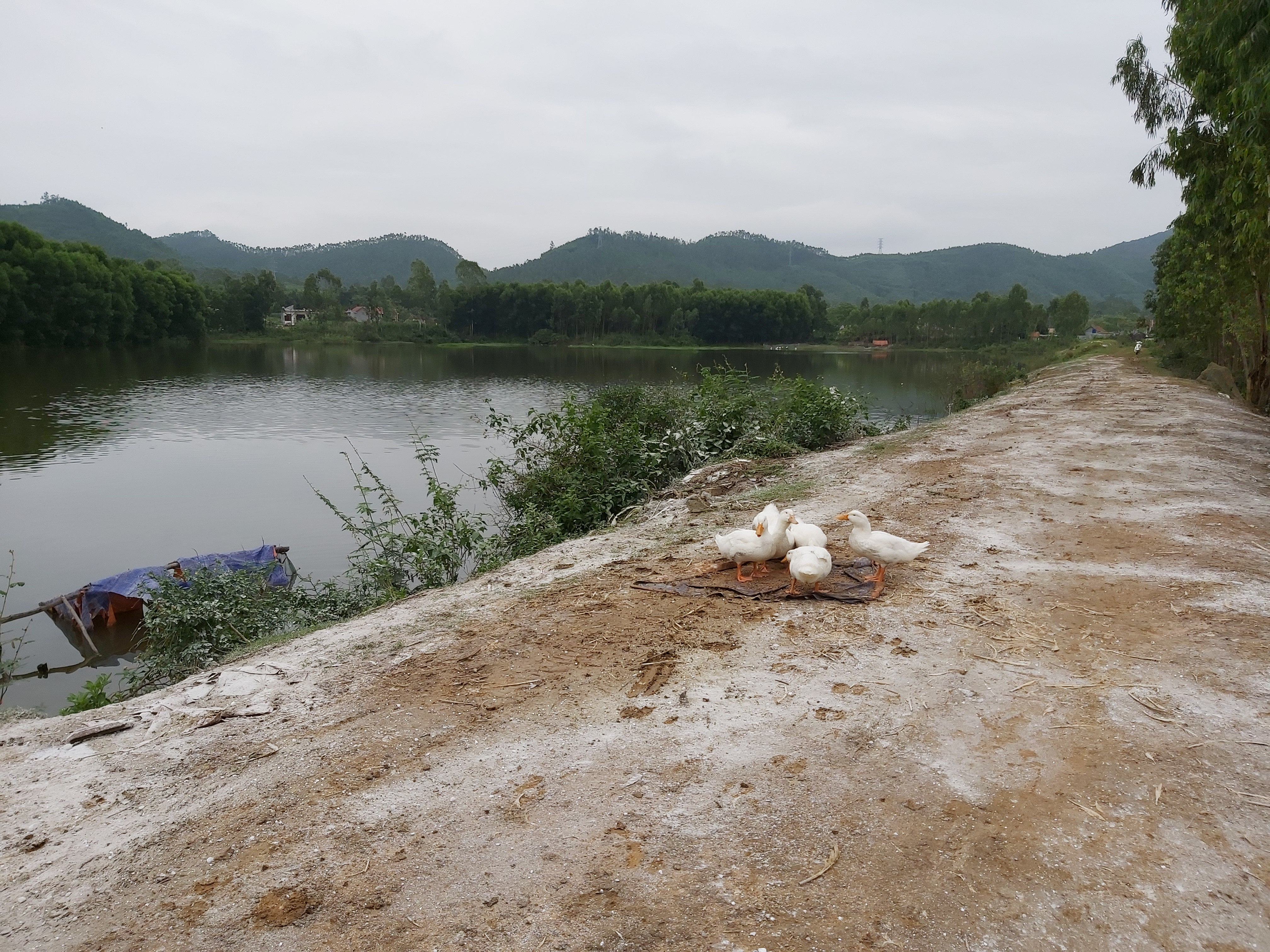 Xã Quỳnh Vinh đã cấp vôi bột rắc trên trục đường vào khu vực ổ dịch. Ảnh: Xuân Hoàng