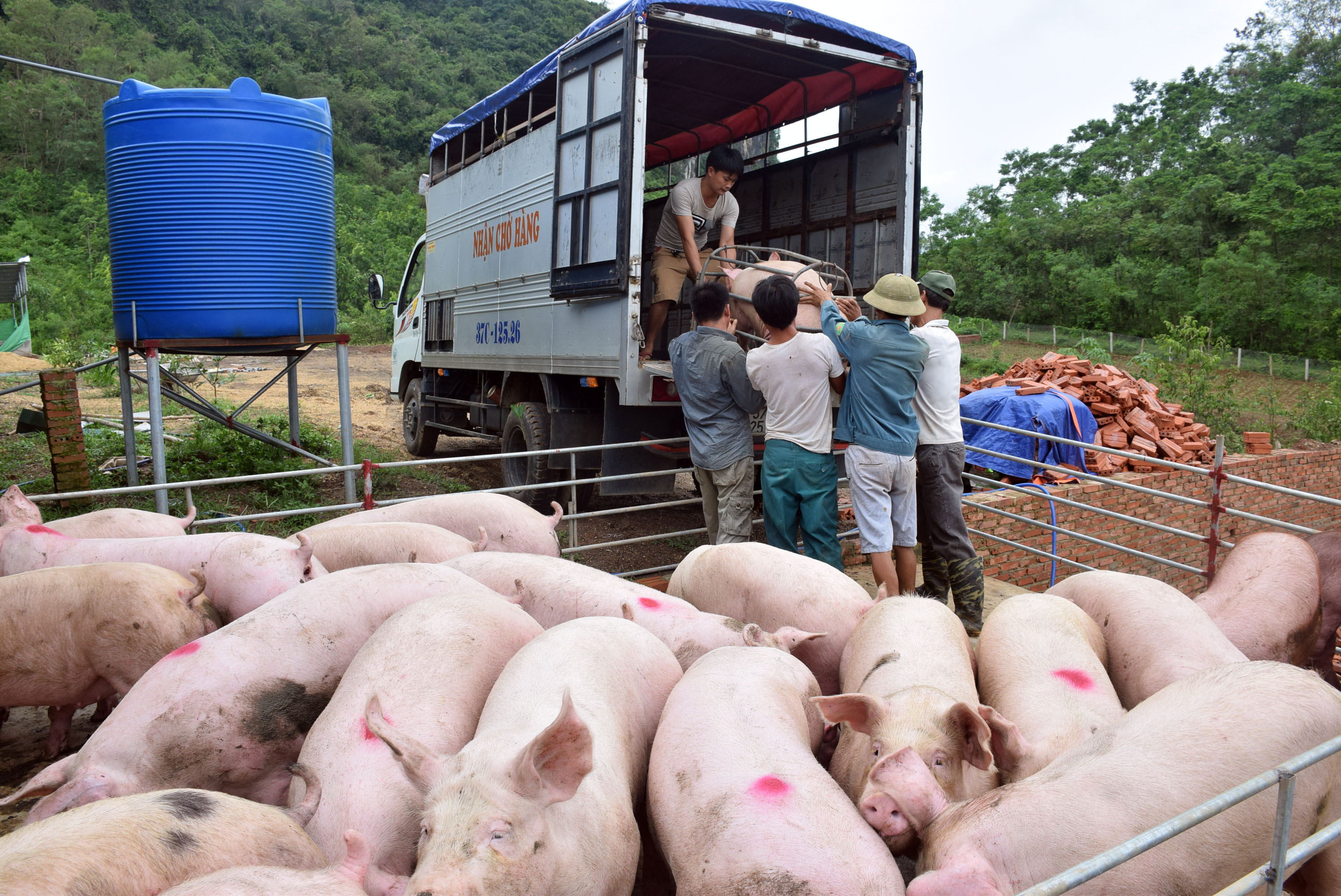 Các trang trại chăn nuôi lợn tái đàn mạnh trong thời gian qua. Ảnh: Xuân Hoàng