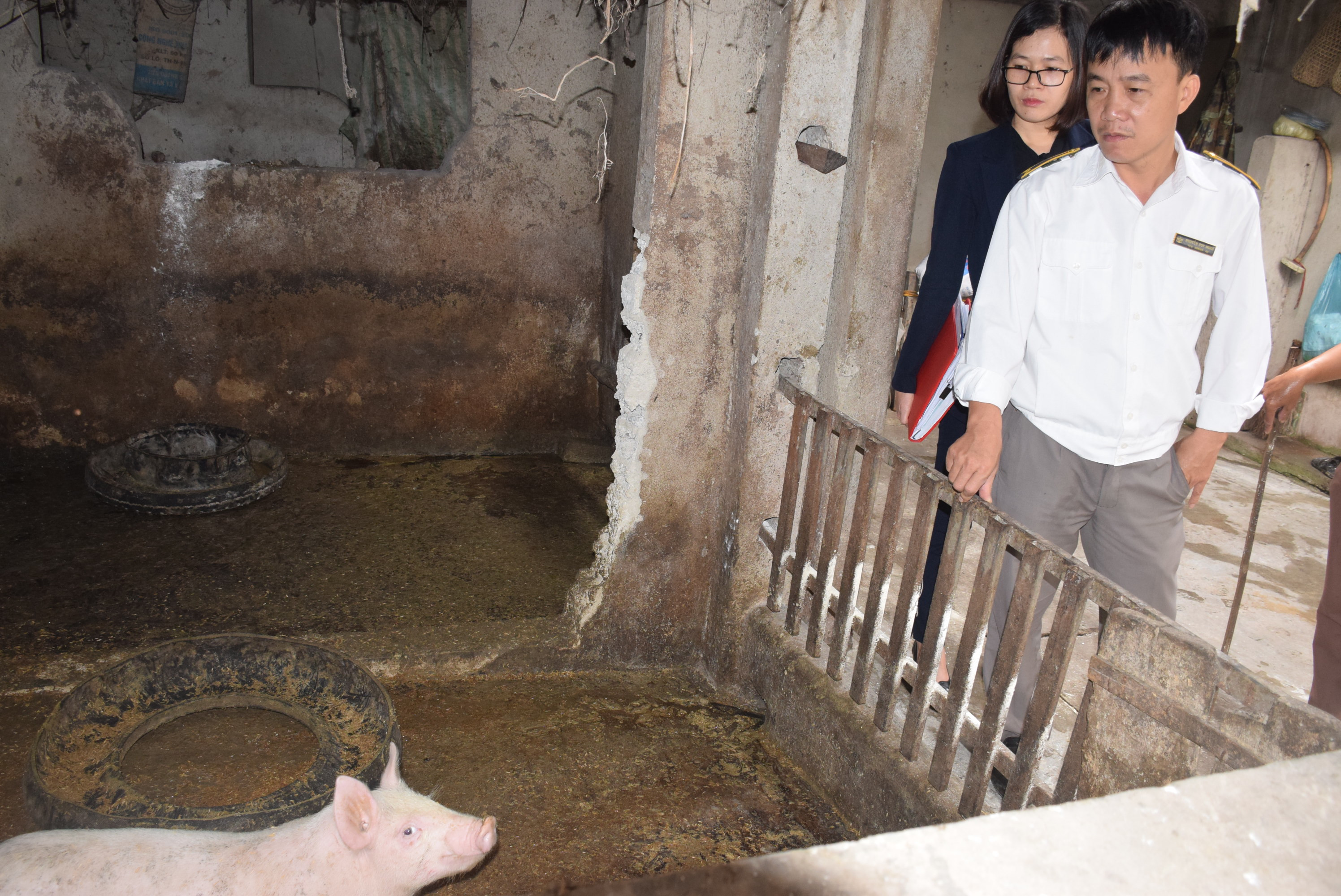 Số lượng lợn được nuôi trong nông hộ nhỏ lẻ hiện đang ít, nên khônng đáp ứng nhu cầu thịt lợn. Ảnh: Xuân Hoàng