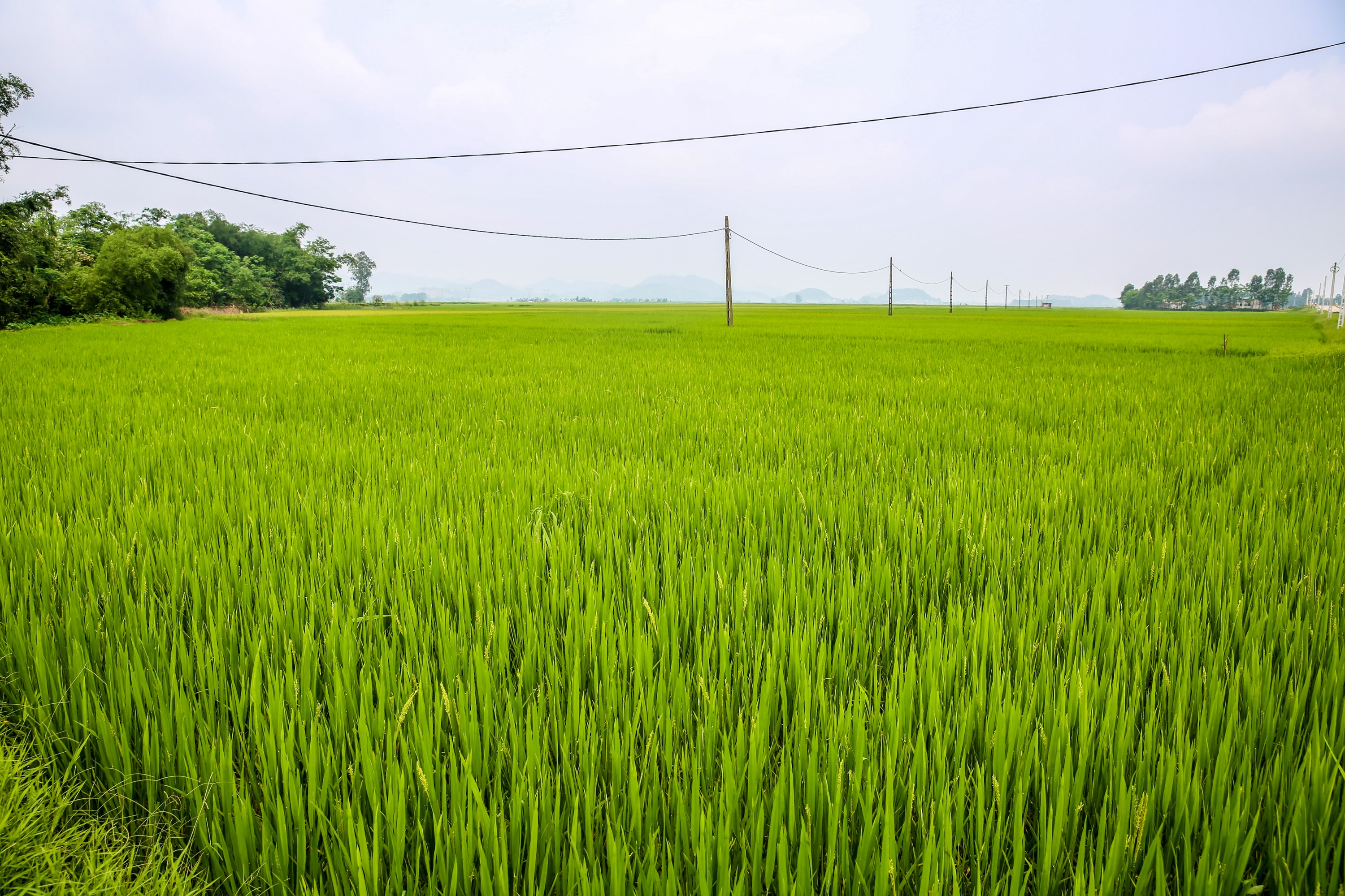 Làng Hậu Láng