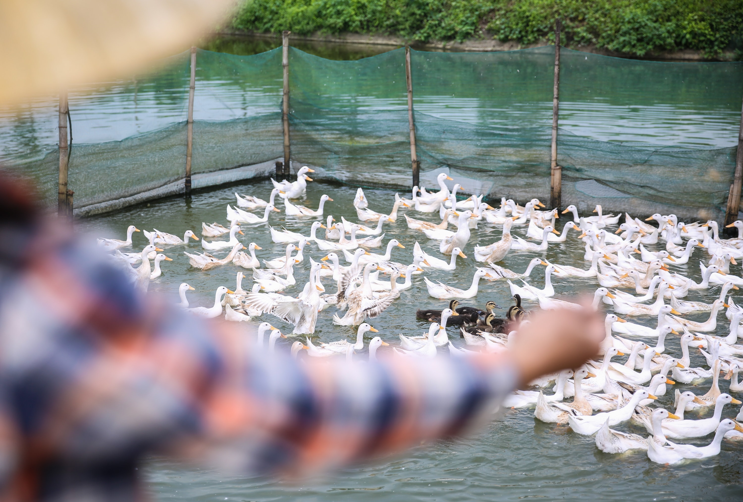 Một số hộ ở Hậu Láng