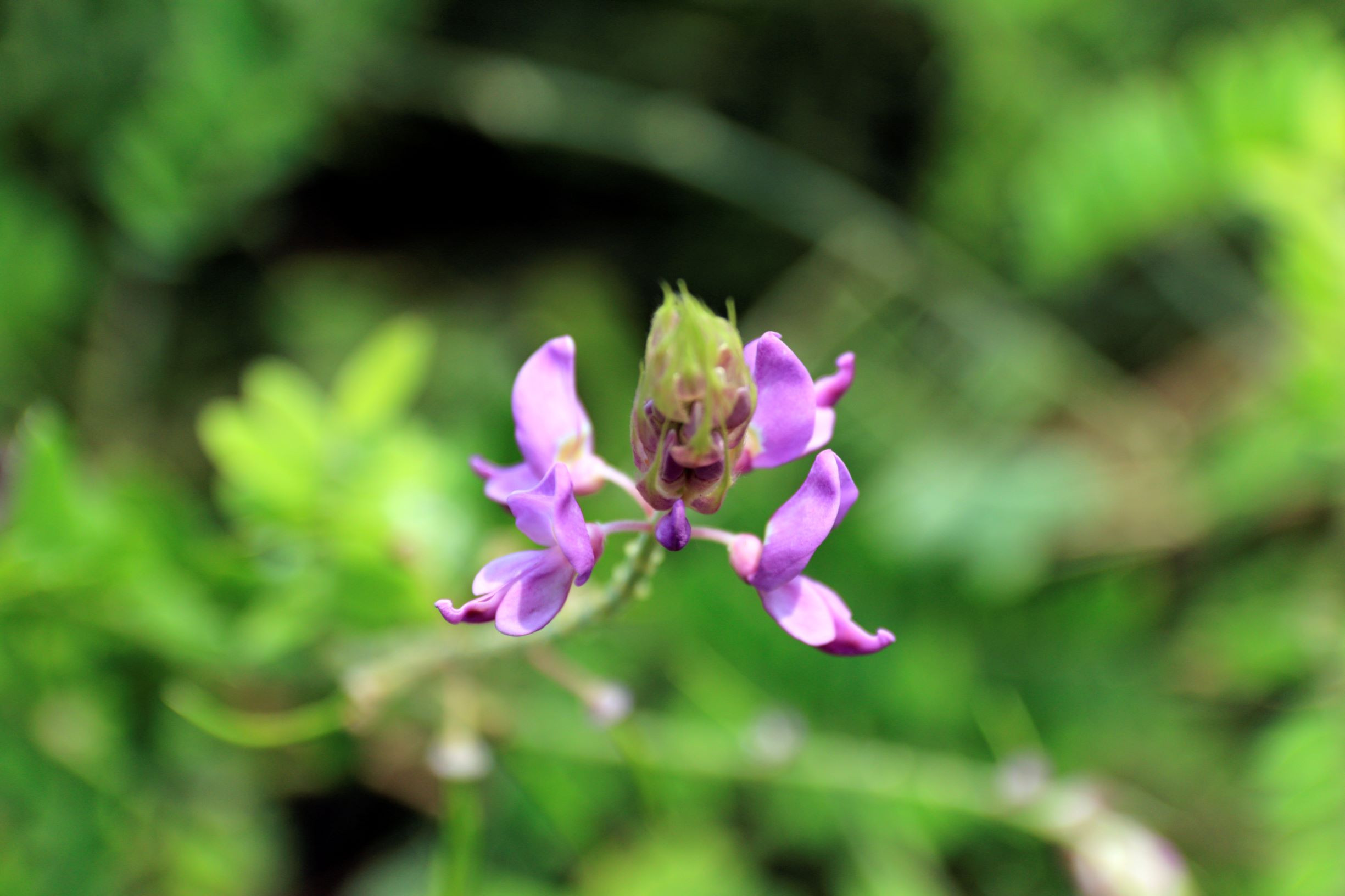 Vẻ đẹp đơn sơ của những loài hoa dại ven đường ở miền Tây xứ Nghệ cũng đã làm tốn biết bao giấy mực của các thi nhân. 