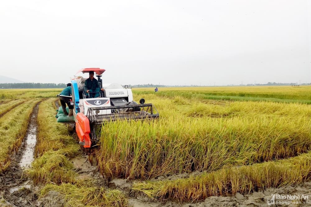 Nông dân Yên Thành gặt lúa bằng máy. Ảnh tư liệu