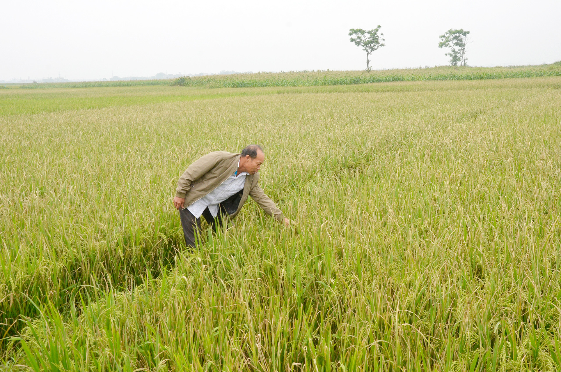 Ô nhiễm nguồn nước làm diện tích lúa ở xã Nghi Thái bị bệnh bạc lá. Ảnh: Thanh Lê