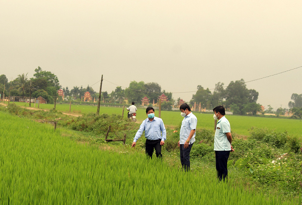 Đến nay, Diễn Châu có trên 2.500 ha lúa đã trổ. Ảnh: Phú Hương