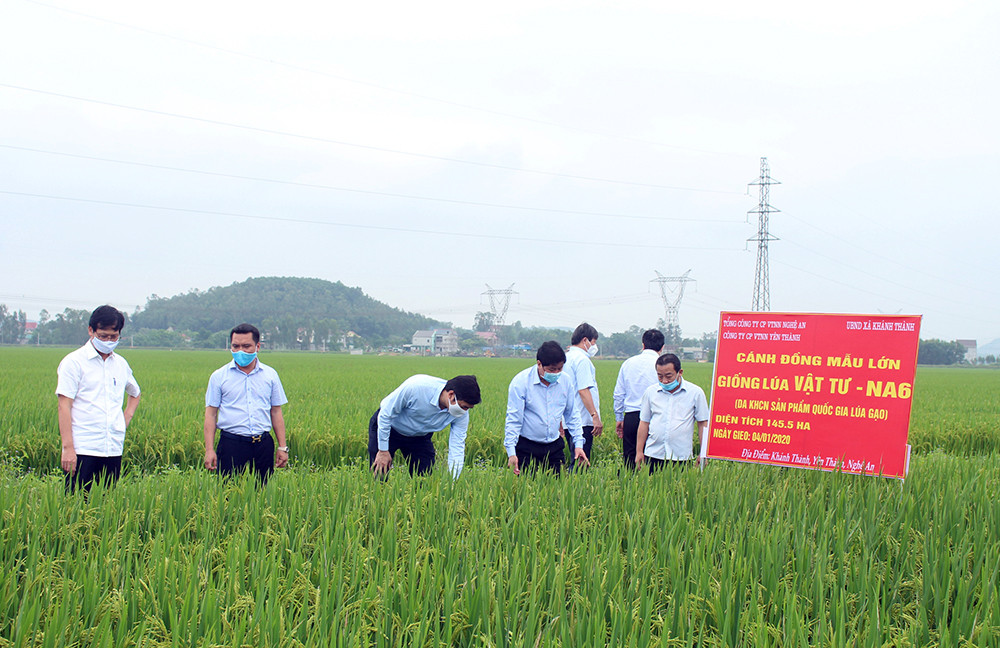 Đoàn công tác đánh giá cao sự sinh trưởng và phát triển tốt của cánh đồng liên kết sản xuất lúa giống tại xã Khánh Thành, huyện Yên Thành. Ảnh: Phú Hương