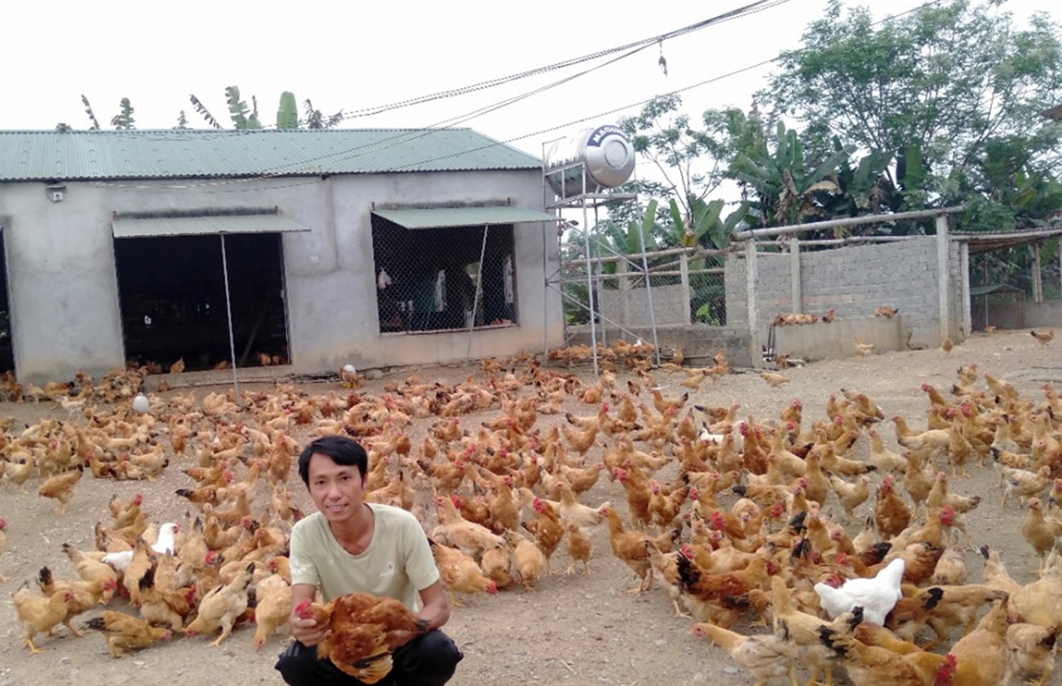 Trang trại của đoàn viên Nguyễn Xuân Trung (Thượng Sơn, Đô Lương) vẫn đều đặn xuất bán gia cầm trong tháng qua. Ảnh: Thanh Quỳnh