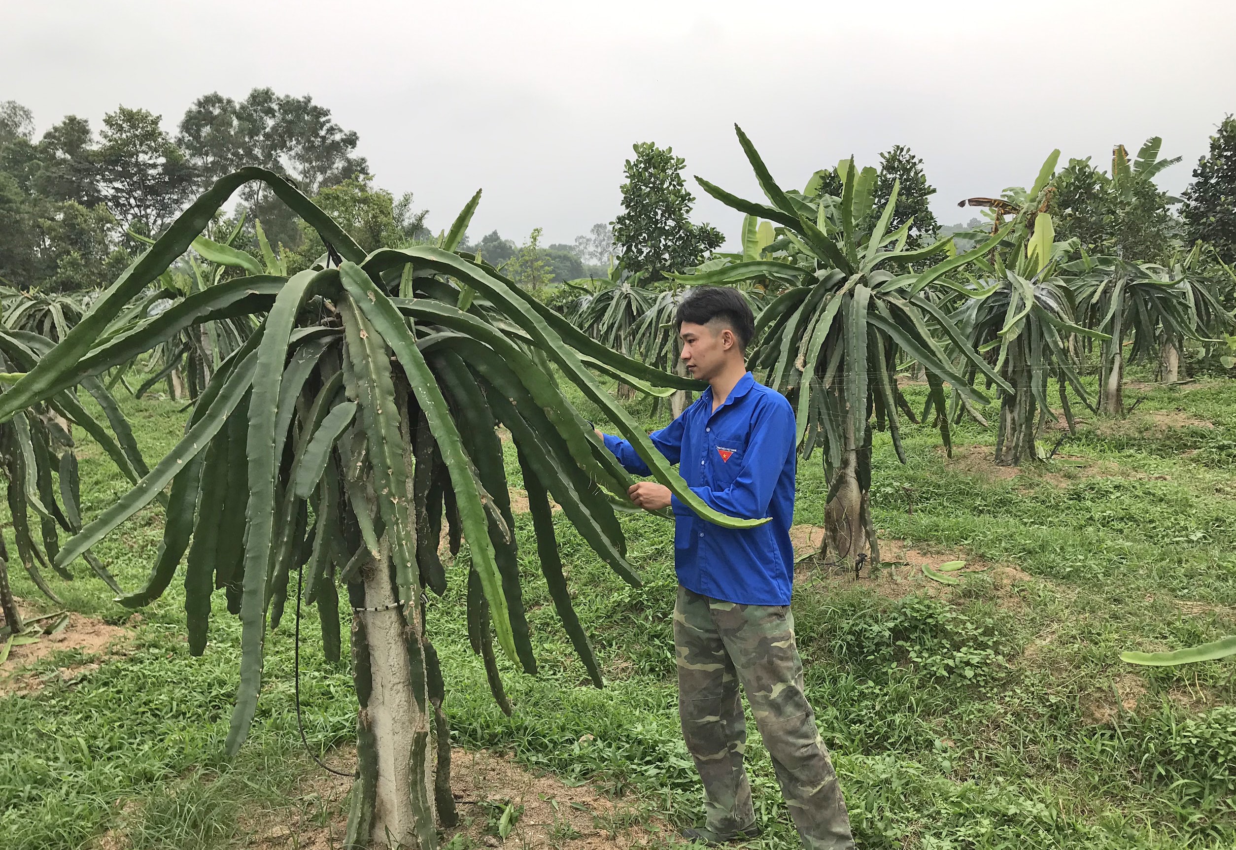 Nhờ áp dụng khoa học kỹ thuật trong chăm sóc, mô hình thanh long của đoàn viên Đàm Mạnh Cường (xã Quỳnh Tam, Quỳnh Lưu) đã tránh được thời điểm ra hoa, kết trái trong mùa dịch. Ảnh: Thanh Quỳnh