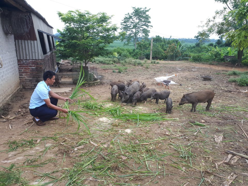 Hiện tại giá lợn giống dao động từ 150.000 đồng - 200.000 đồng/kg (tùy loại), đắt gấp 2-3 lần so với trước dịch, do đó, nếu những trang trại quy mô vài trăm con thì chỉ riêng tiền lợn giống đã lên đến 