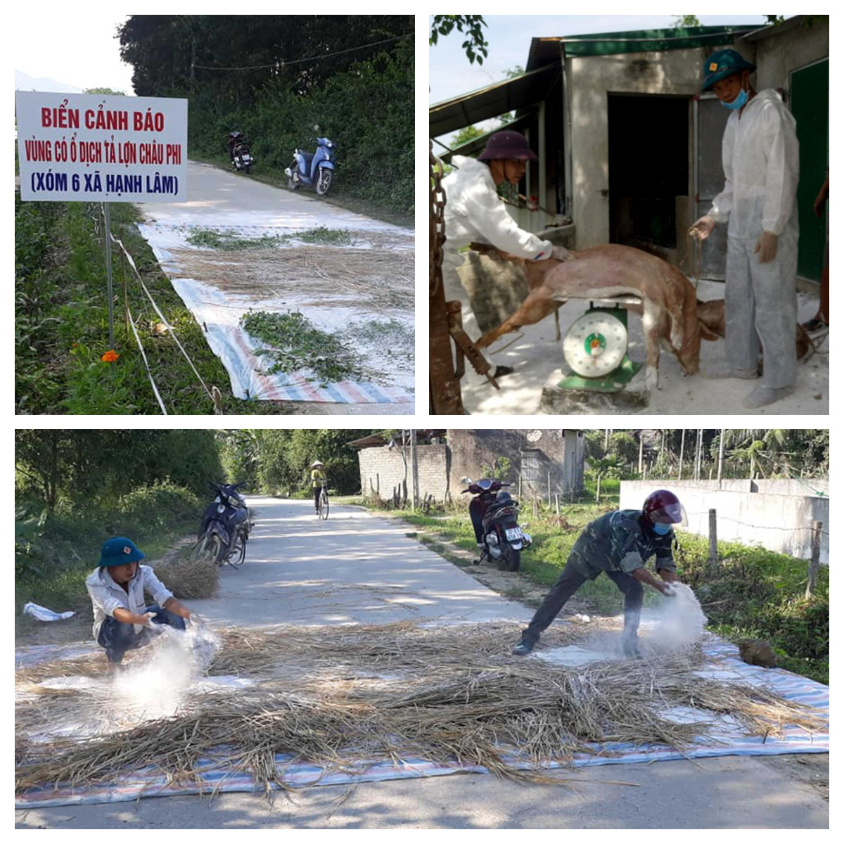 Hiện ngành chức năng và chính quyền địa phương đã tiêu hủy số lợn chết và triển khai các biện pháp phòng chống dịch tả lợn châu Phi trên địa bàn. Ảnh: Thanh Phúc