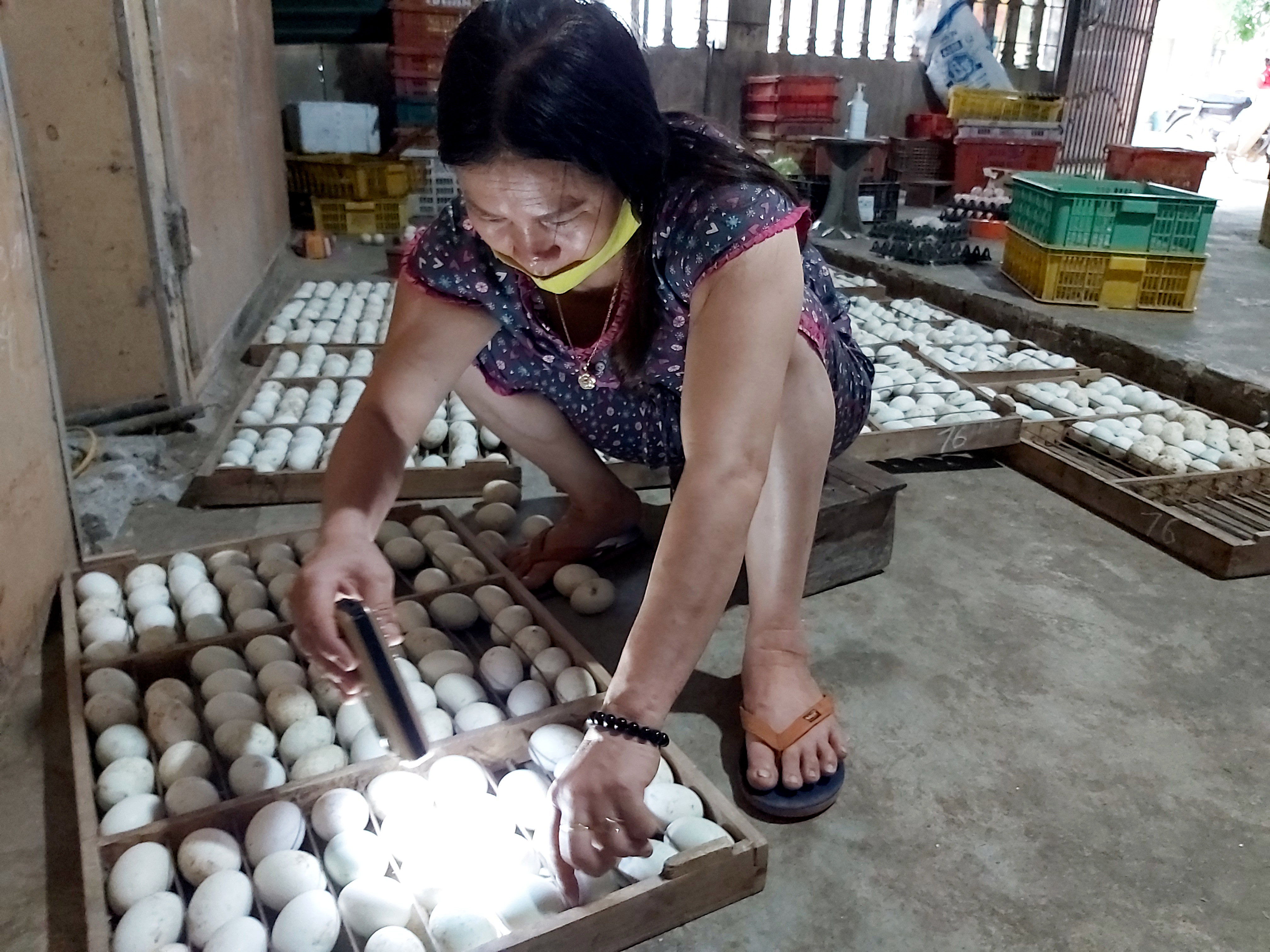 Bà Nguyễn Thị thủy, chủ lò ấp trên địa bàn xã Nam Thành kiểm tra chất lượng trứng vịt lộn trước khi xuất bán ra thị trường. Ảnh: Xuân Hoàng