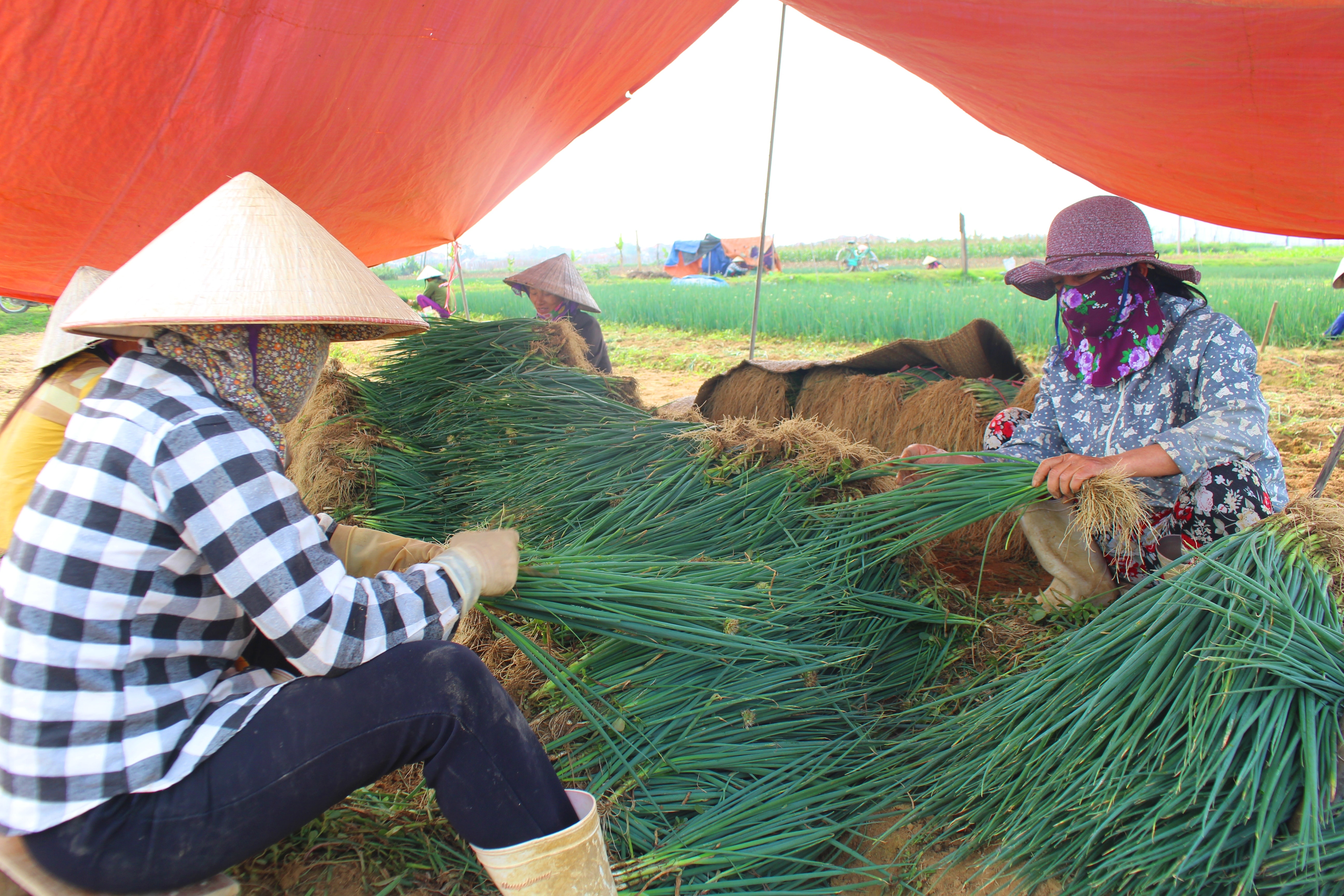 Bà con xã Quỳnh Lương (Quỳnh Lưu) thu hoạch hành hoa sau khi hết ngày cách ly xã hội. Ảnh: Việt Hùng.