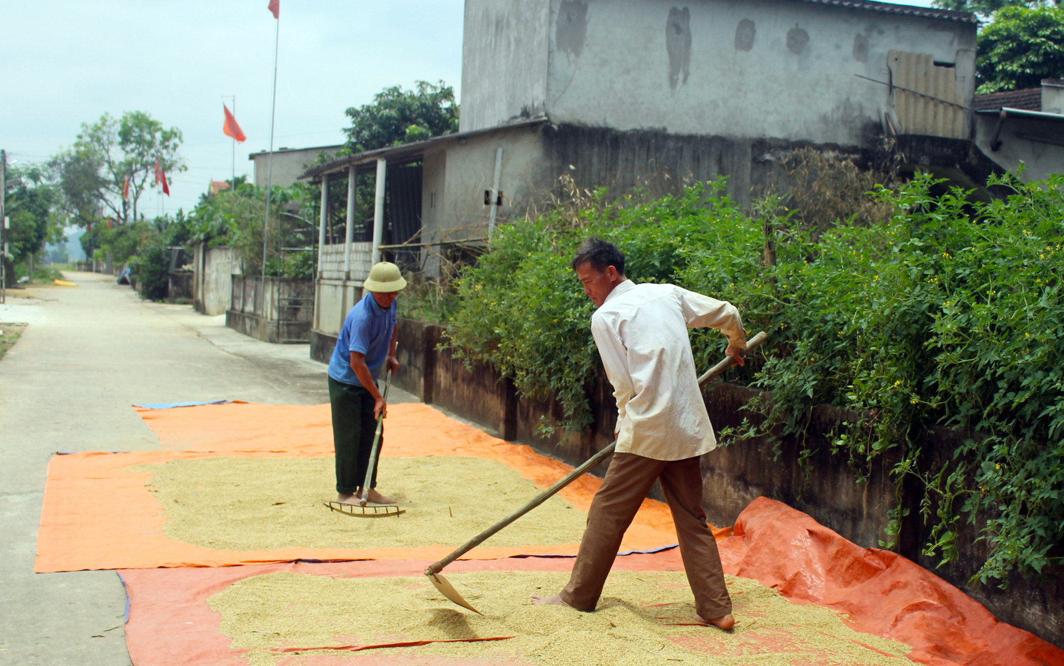Lúa đã được thu hoạch tại xóm ngaòi đê xã Châu Nhân, huyện Hưng Nguyên. Ảnh: Phú Hương