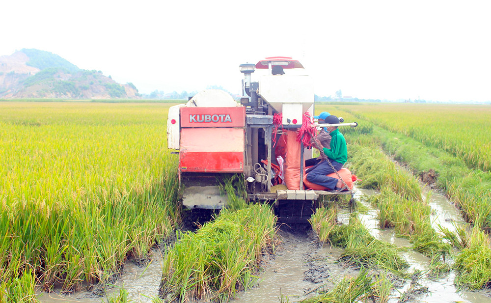 Nông dân xã Nghi Đồng, Nghi Lộc ra đồng gặt lúa từ 3 ngày nay. Ảnh: Phú Hương
