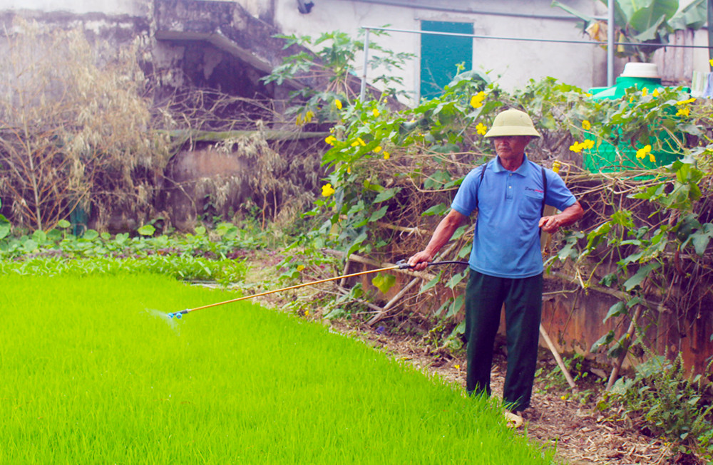 Mạ cho vụ Hè thu cũng đã được bắc từ 20/4. Ảnh: Phú Hương