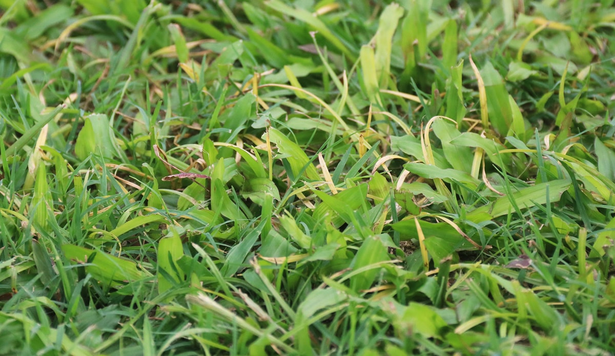 Điều này là bởi các công nhân đã phun thuốc, dùng các biệt pháp đặc biệt để diệt cỏ tạp, chỉ để lại cỏ lá gừng. Ảnh: Trung Kiên