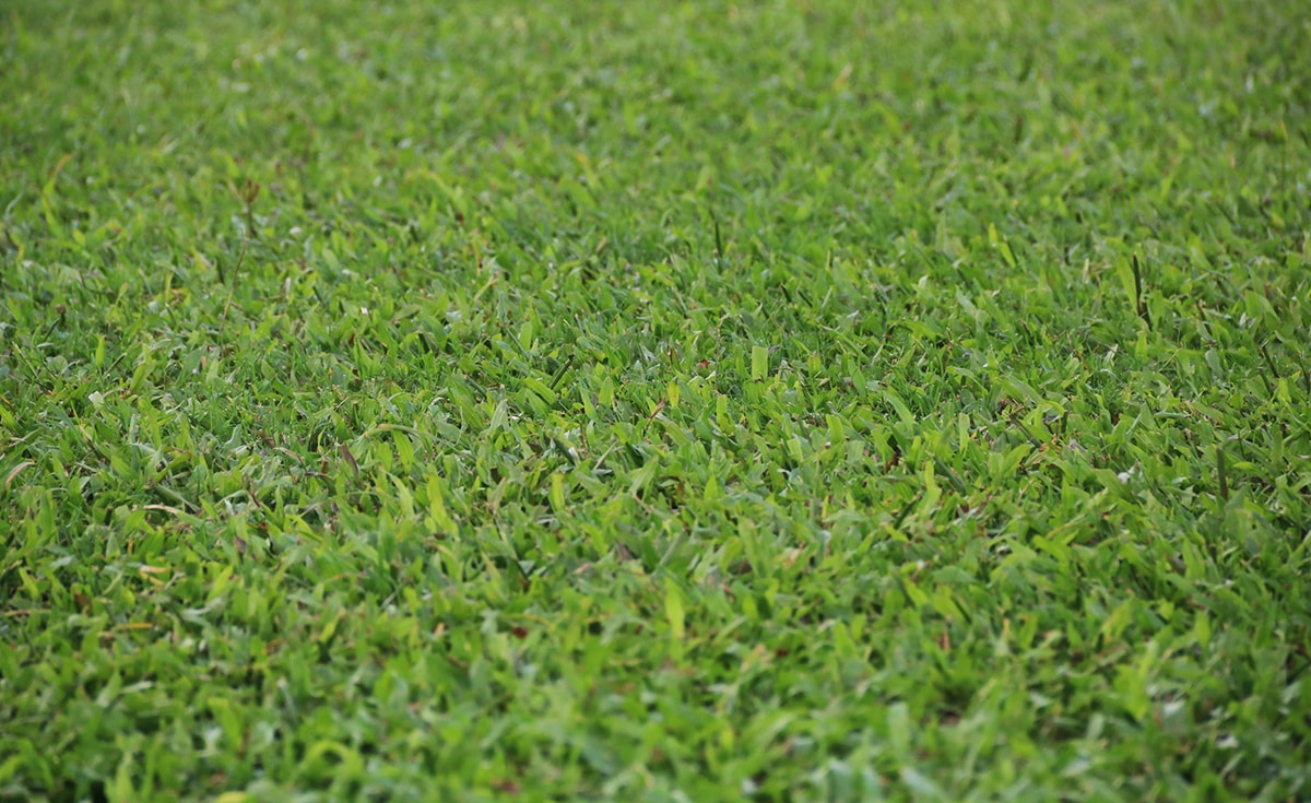 Một khu vực cỏ lá gừng đã đều và bắt đầu xanh trở lại nhờ được chăm sóc liên tục. Ảnh: Trung Kiên