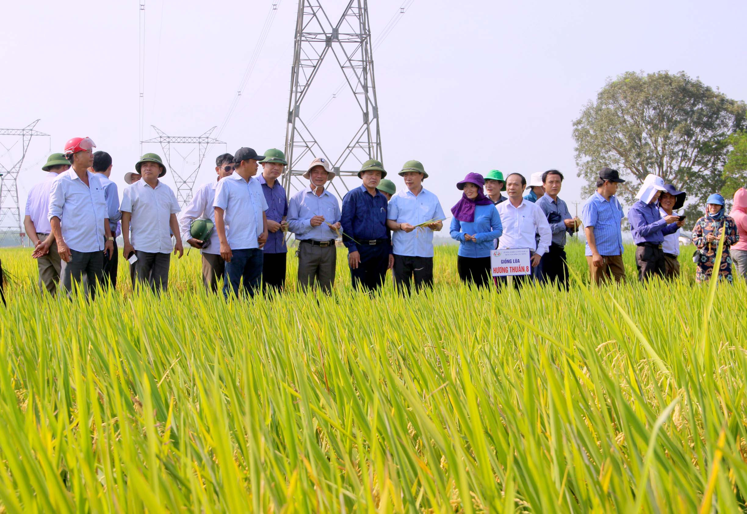 Các đại biểu tham quan mô hình giống lúa Hương thuần 8 tại xã Tăng Thành, huyện Yên Thành chiều 7/5. Ảnh: Quang An