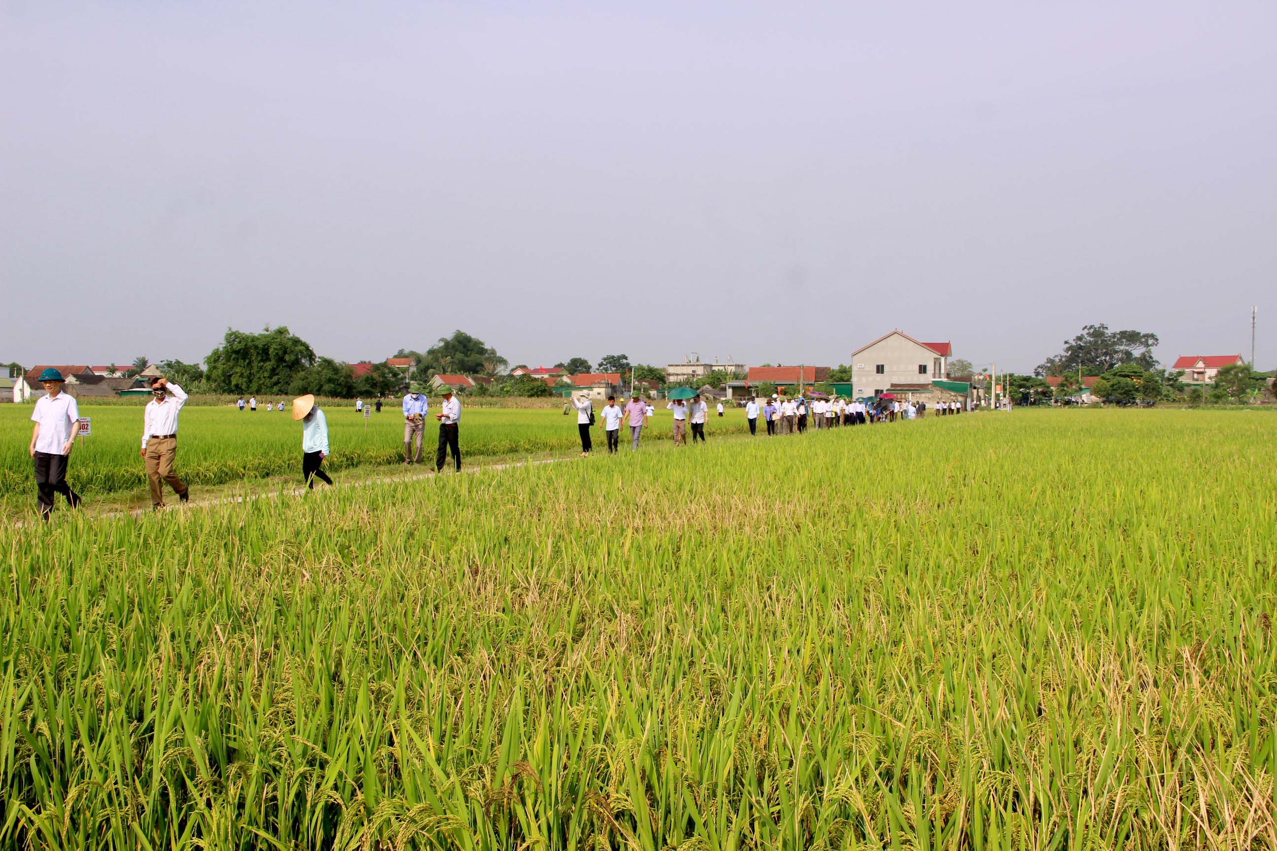 Các đại biểu tham quan các cánh đồng lúa tại huyện Hưng Nguyên. Ảnh: Quang An