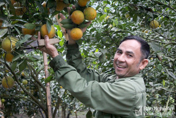Hiện tại, Con Cuông có 360 ha cam, có 120 ha cho thu hoạch. Trong đó Yên Khê là địa phương có diện tích cam lớn nhất huyện với 257,96 ha. Ảnh: Bá Hậu