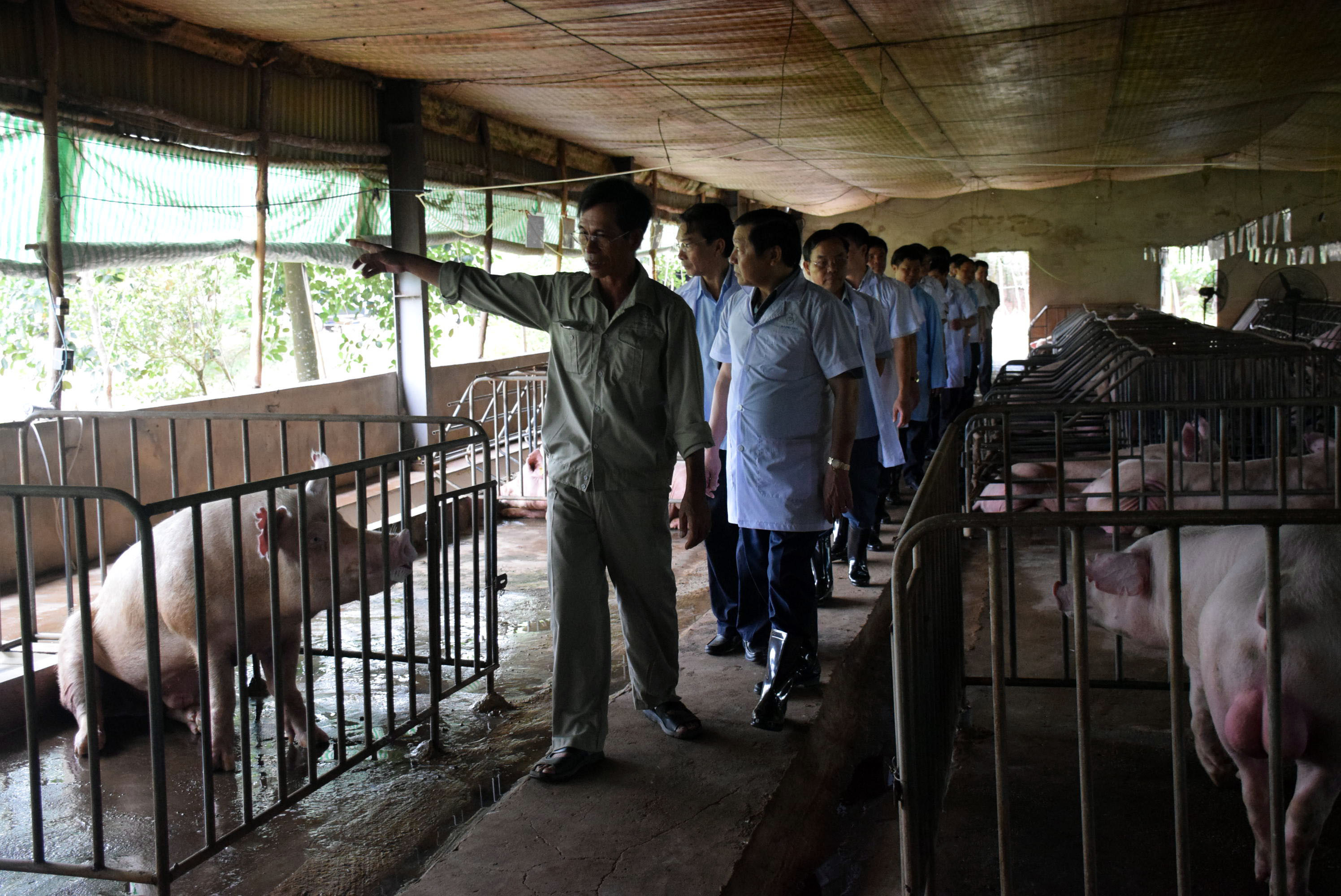 Các doanh nghiệp, trang trại chăn nuôi lợn quy mô lớn chủ yếu nuôi lợn nái để chủ động con giống tại chỗ. Ảnh: Xuân Hoàng