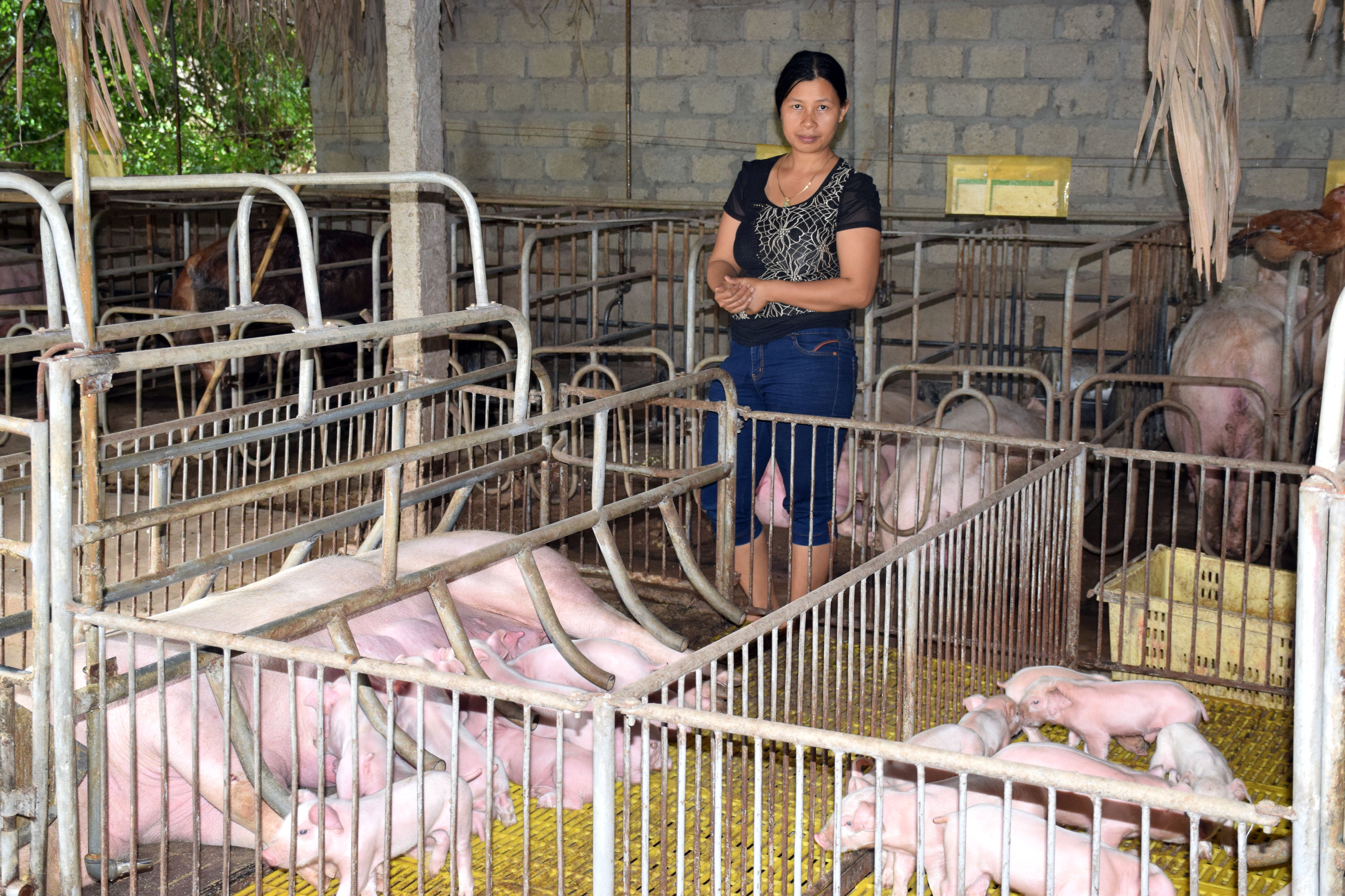 Đàn lợn nái trên địa bàn Nghệ An thiếu hụt do bệnh dịch tả lợn châu Phi từ đầu năm 2019 đến nay. Ảnh: Xuân Hoàng
