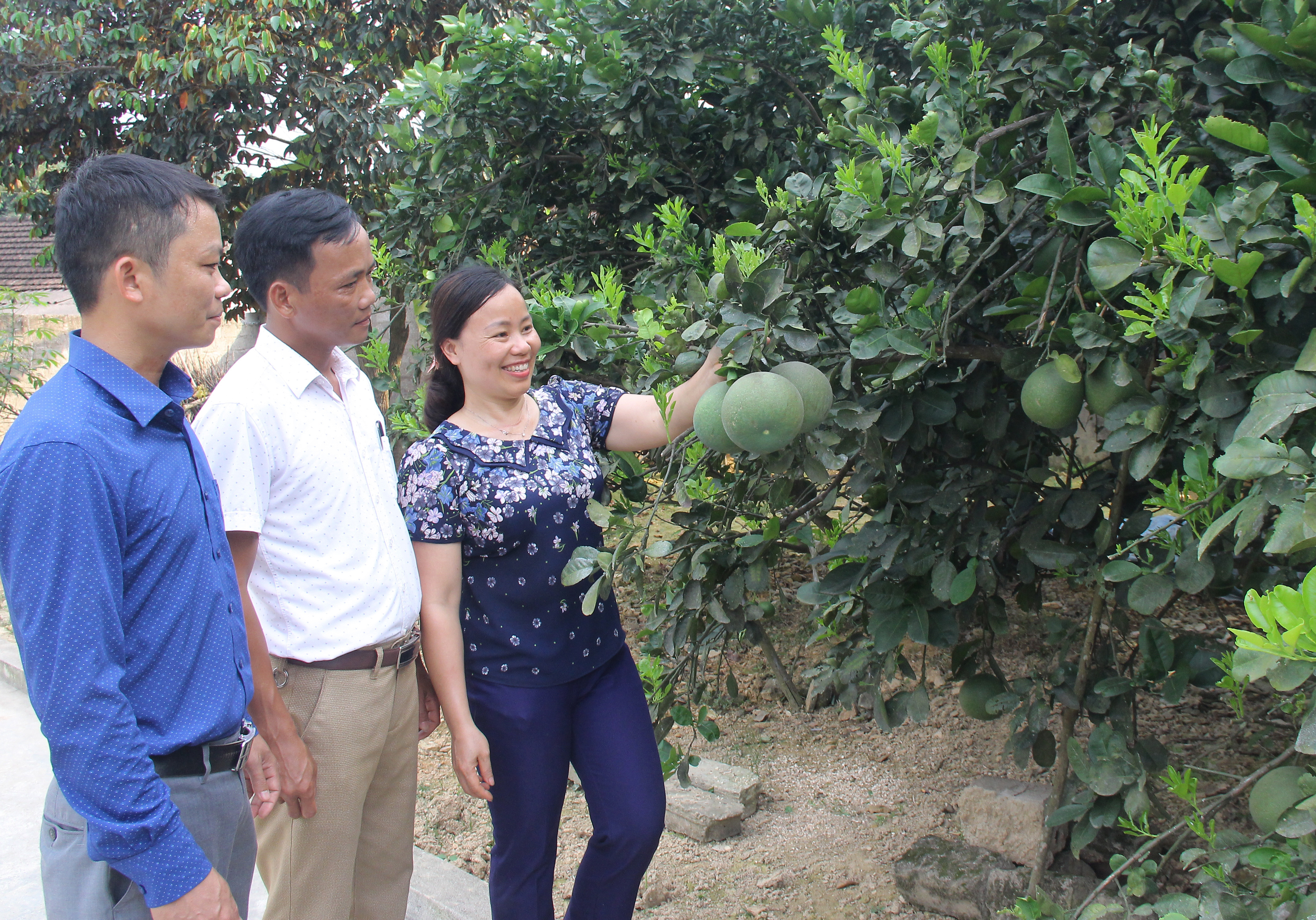 Lãnh đạo xã Thanh Long đánh giá hiệu quả mô hình cải tạo vườn tạp trồng bưởi da xanh. Ảnh: Mai Hoa