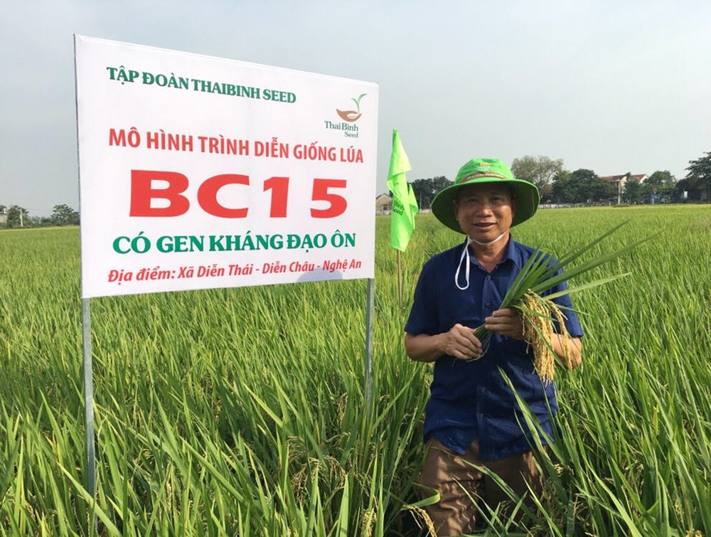 Giống lúa BC15 có gen kháng đạo ôn trên đất đồng Diễn Thái. Ảnh: Văn Trường