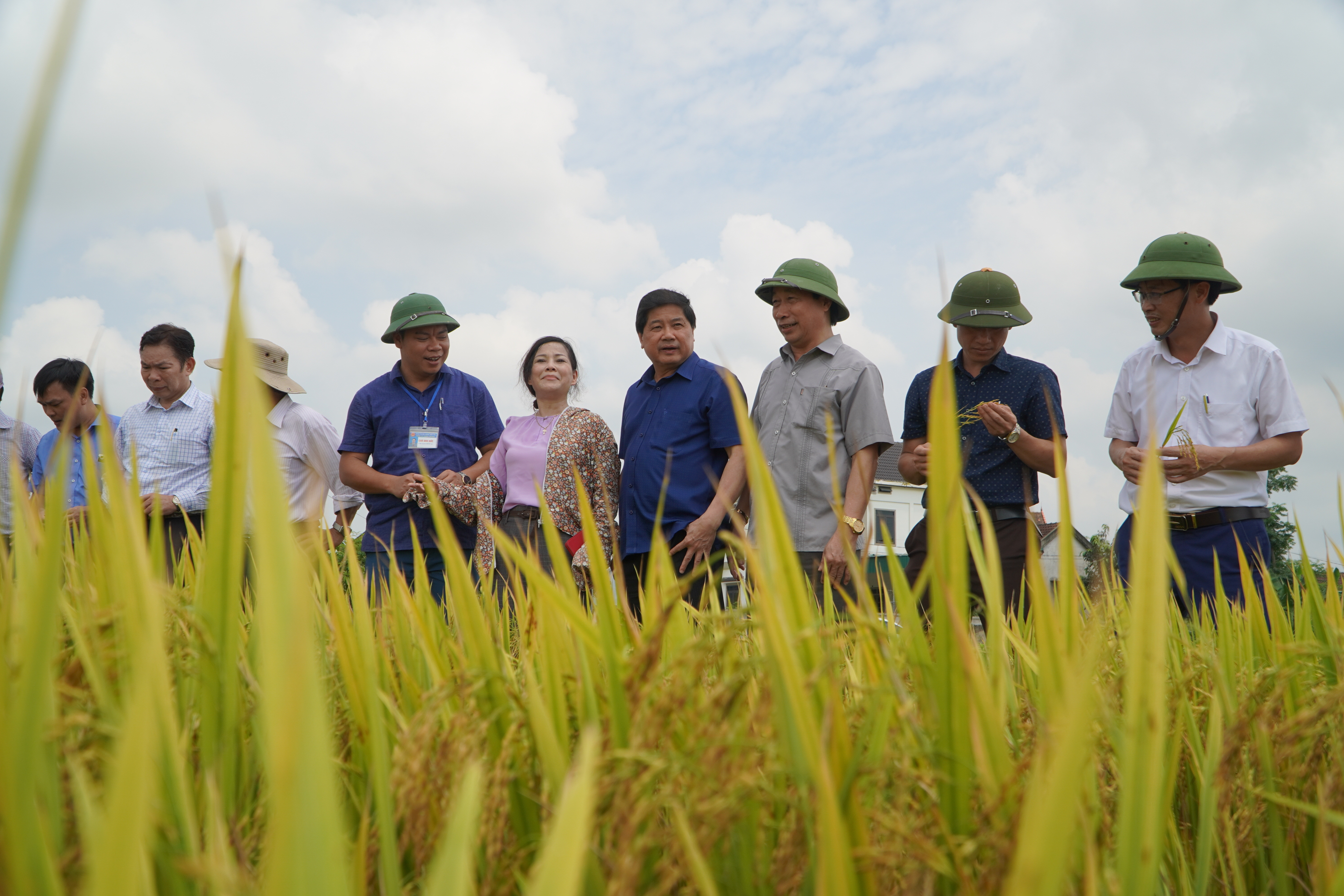 thứ trưởng và các thành viên trong đoàn kiểm tra mô hình cánh đồng lớn sản xuất lúa gạo hàng hóa cao tại 