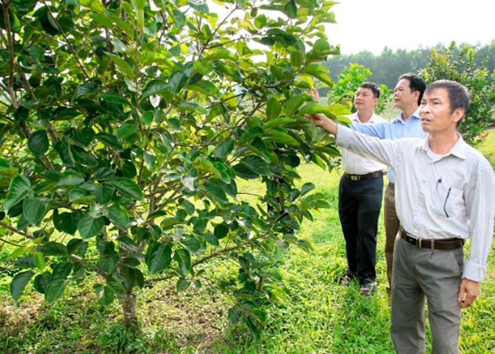 Xã Thanh Hương tạp trung chuyển đổi một số diện tích ttrồng keo sang trồng cây ăn quả.