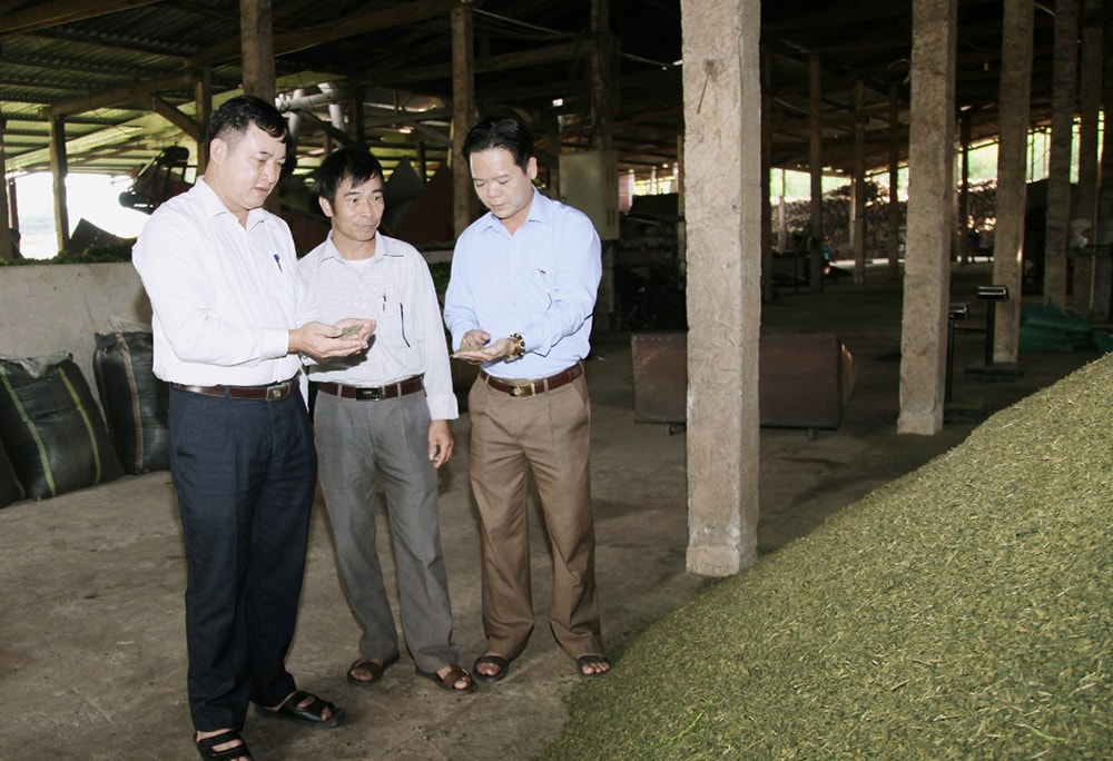 Lãnh đạo xã Thanh Hương tìm hiểu hiệu quả mô hình chế biến chè mi ni của ông Nguyễn Văn Tư ở xóm 6. Ảnh: M.H