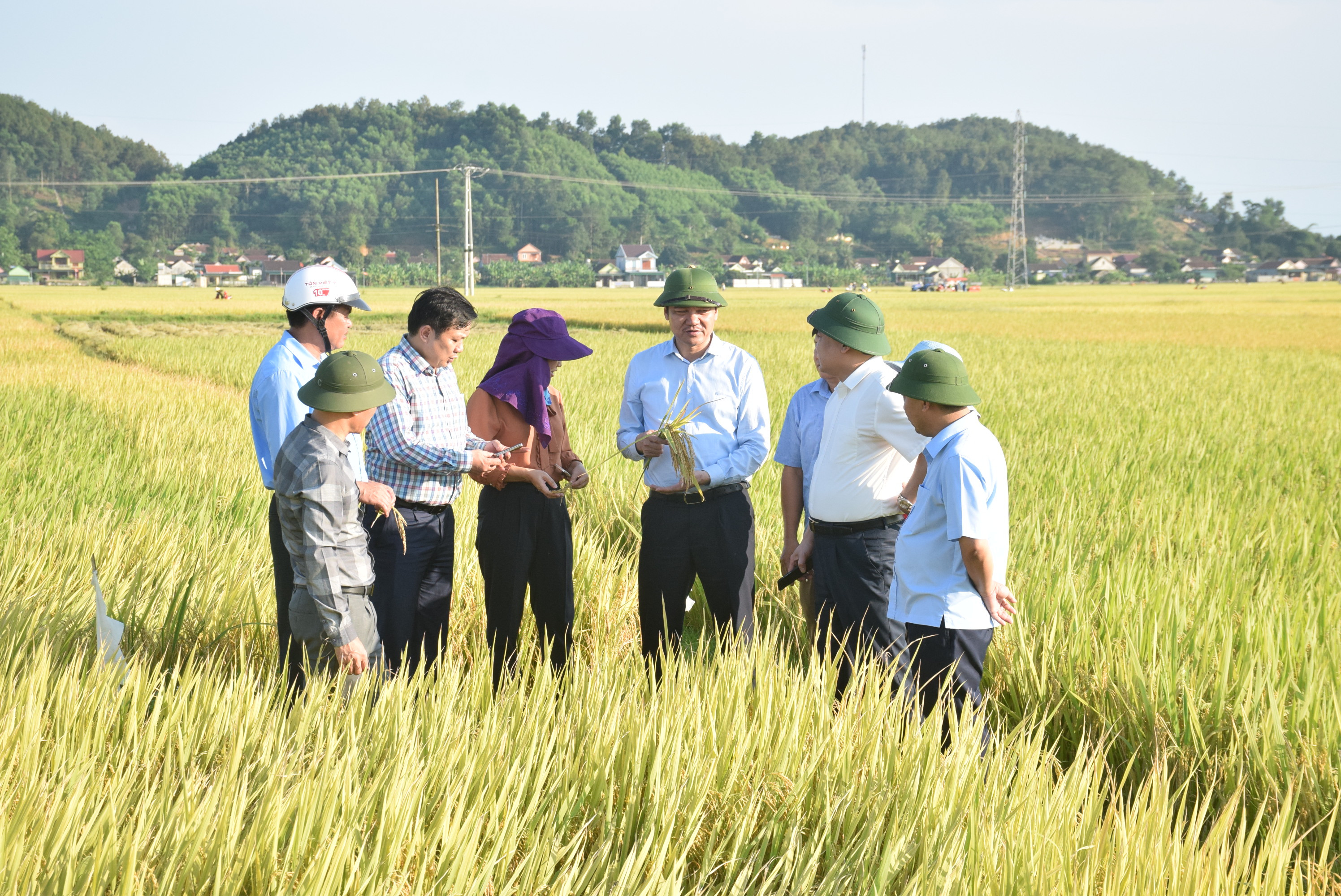 Kiểm tra năng suất lúa, đồng chí Hoàng Nghĩa Hiếu đánh giá cao một vụ mùa bội thu tại các huyện. Ảnh: Xuân Hoàng