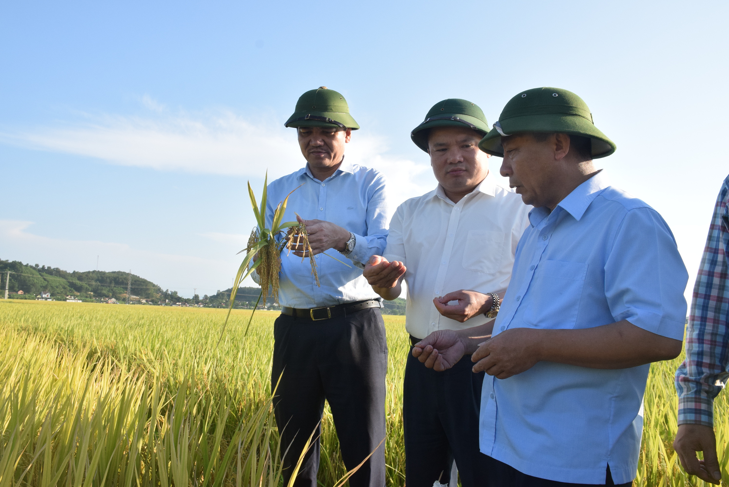 Qua đánh giá cho thấy, nhìn chung vụ xuân này các giống lúa gieo cấy trên địa bàn Nghệ An đều đạt năng suất cao. Ảnh: Xuân Hoàng