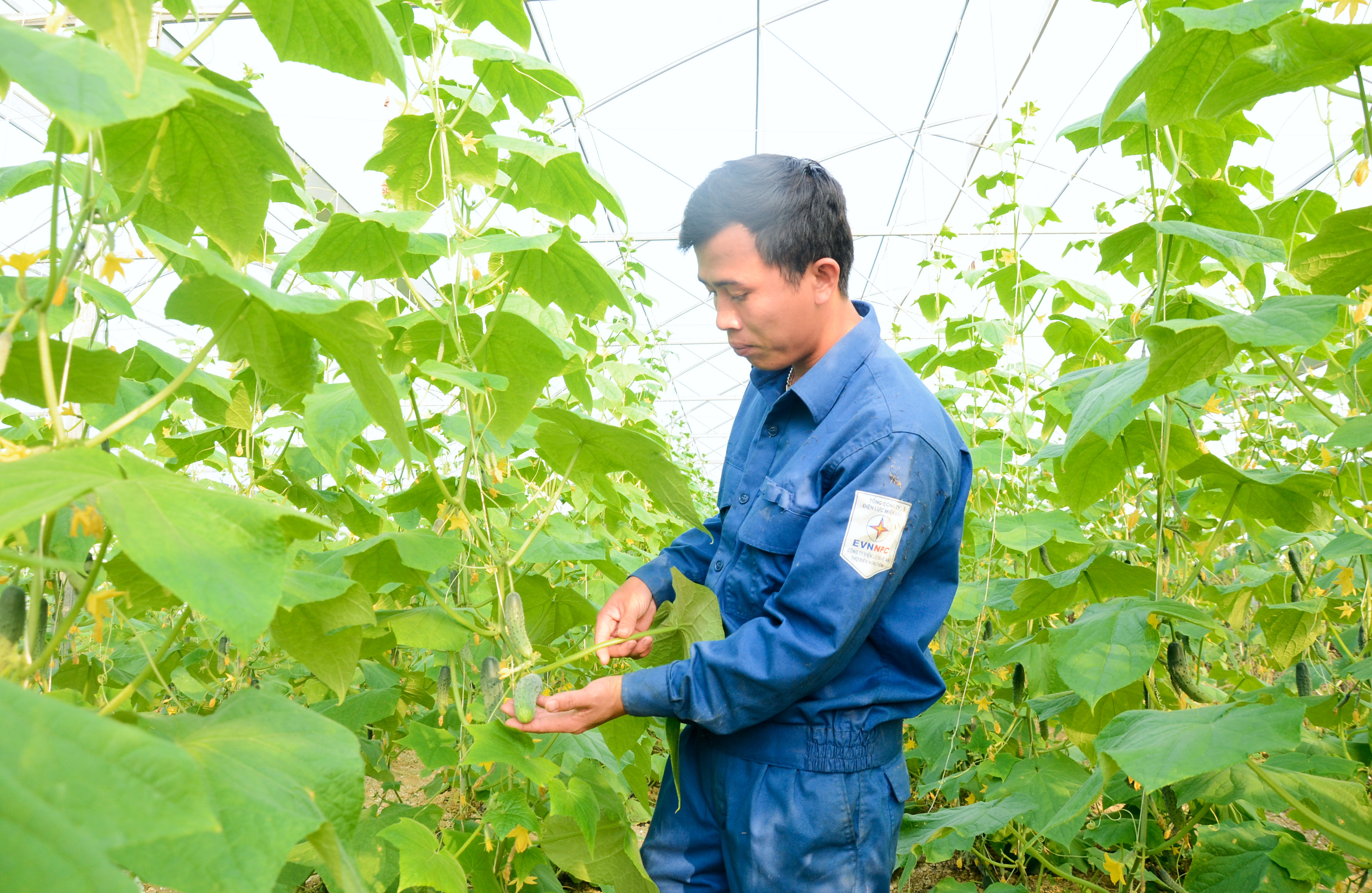 Mô hình trồng dưa chuột nhà lưới tại xã Nam Anh (Nam Đàn). Ảnh: Thanh Lê