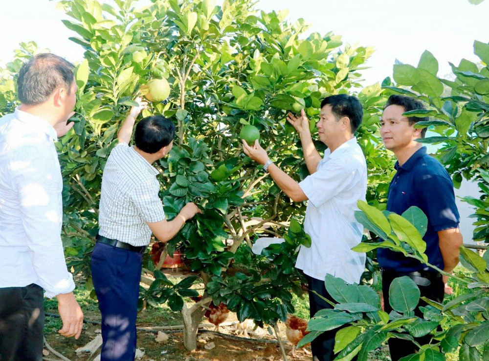 Lãnh đạo xã Thanh Phong kiểm tra hiệu quả mô hình cây bưởi Diễn. Ảnh: Mai Hoa