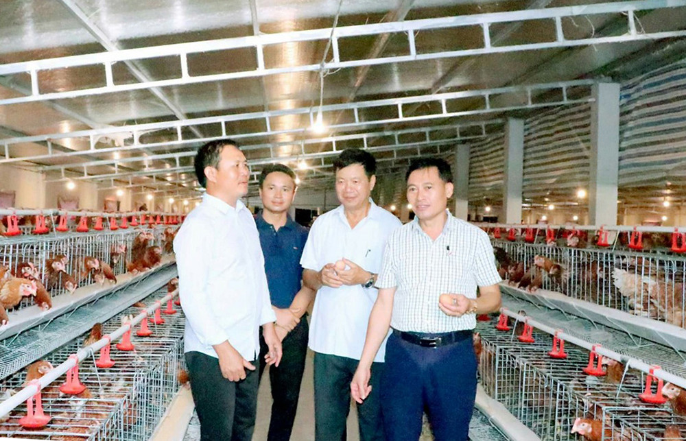 Lãnh đạo xã Thanh Phong thăm trang trại chăn nuôi gà có quy mô hơn 8.000 con.