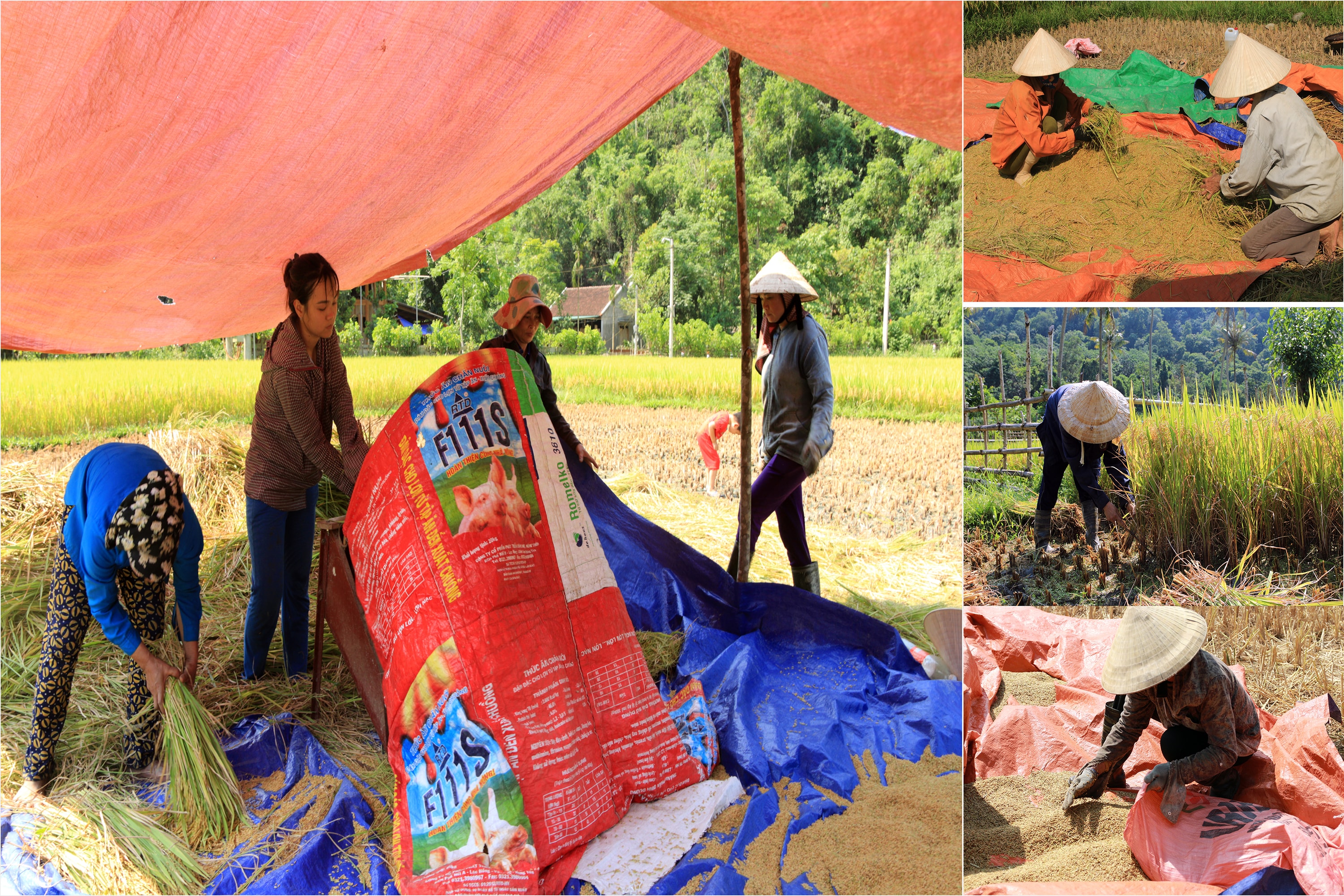 4.Các thửa ruộng ở miền núi đa phần là ruộng bậc thang, nên việc thu hái cũng vất vả hơn gấp nhiều lần so với những thửa ruộng ở đồng bằng. 5.Nhiều thửa ruộng nhỏ, địa hình lại phức tạp nên các loại máy móc hiện đại để hỗ trợ cho việc thu hoạch đều không thể áp dụng được. Vì vậy bà con chủ yếu thu hoạch bằng các phương thức thủ công nên rất vất vả.