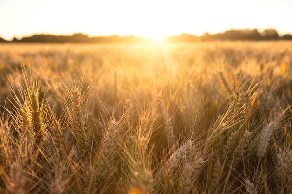 Lúa mạch là một trong những mặt hàng chủ lực của Australia xuất sang Trung Quốc. Ảnh: AFP