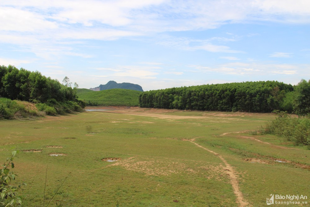 Hồ chứa nước Vệ Vừng ở xã Đồng Thành (Yên Thành) cạn kiệt, thậm chí có một số khu vực lòng hồ cỏ đã mọc xanh. Ảnh tư liệu: Văn Trường