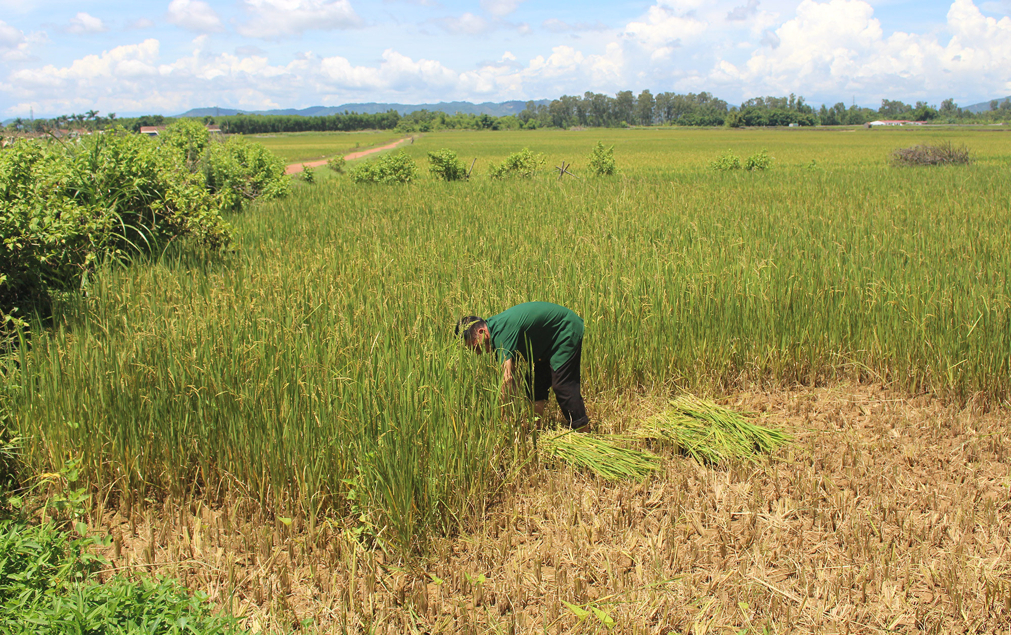 Vụ Hè thu 2019, nhiều diện tích ở Nam Đàn đã phải gặt non vì mất mùa do hạn hán. Ảnh: Phú Hương