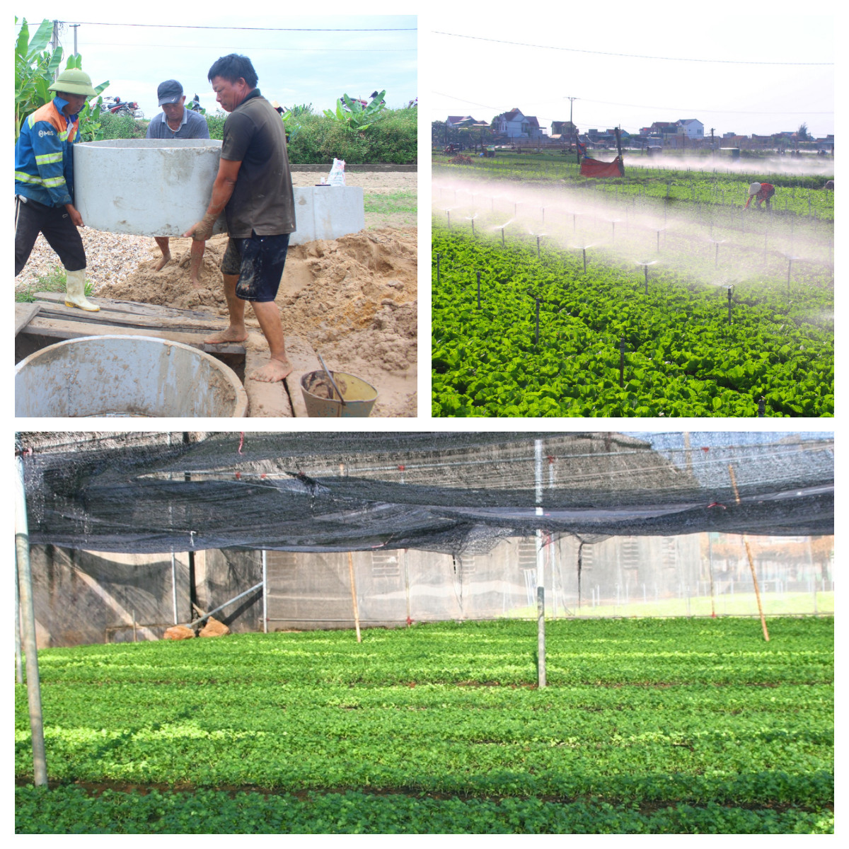 Nhằm chống nóng cho rau màu, bà con ở xã Quỳnh Minh thuê thợ đào thêm giếng tại ruộng để có nước tưới cho rau. Ảnh: Việt Hùng